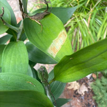 Photo of the plant species Angular Solomon's Seal by Avidbacopa named Your plant on Greg, the plant care app