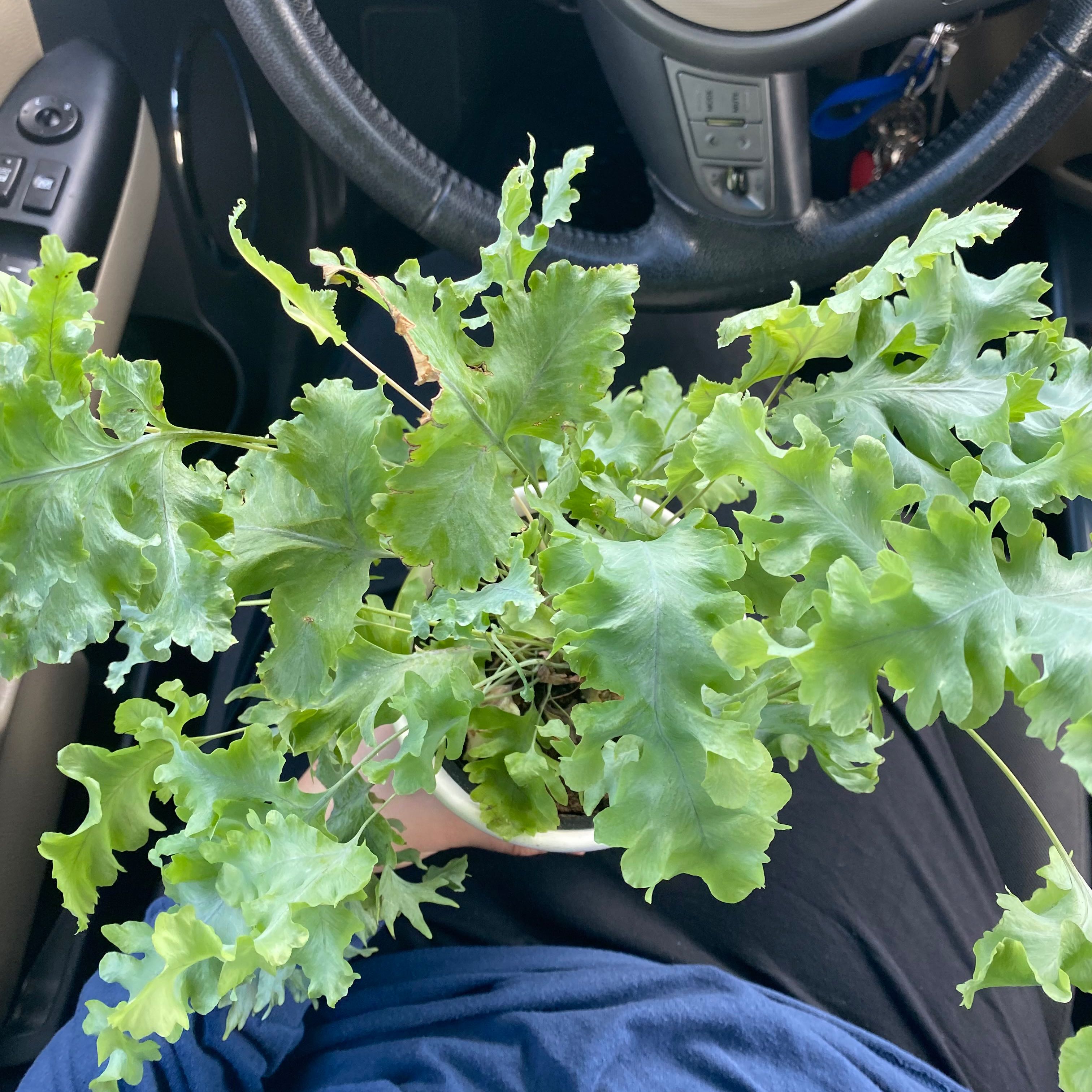 Your plant