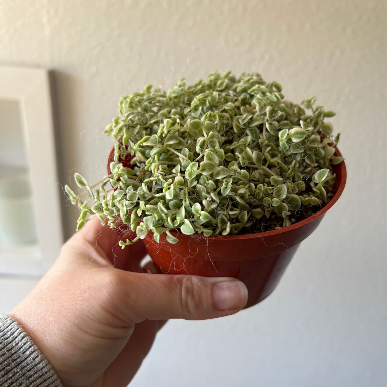 Sedum 'Little Missy' plant in a small pot, held by a hand.