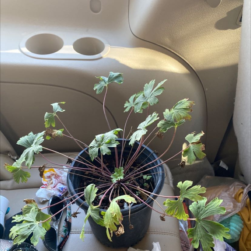 Photo of the plant species Pineywoods Geranium by @AwakeDuckpotato named pineywood geranium on Greg, the plant care app