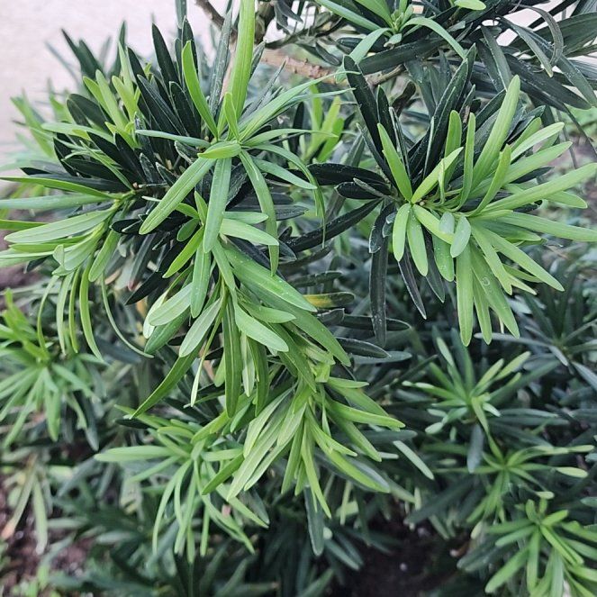 Photo of the plant species Japanese Yew 'Nana' by @WiredLettuce named Daphne on Greg, the plant care app