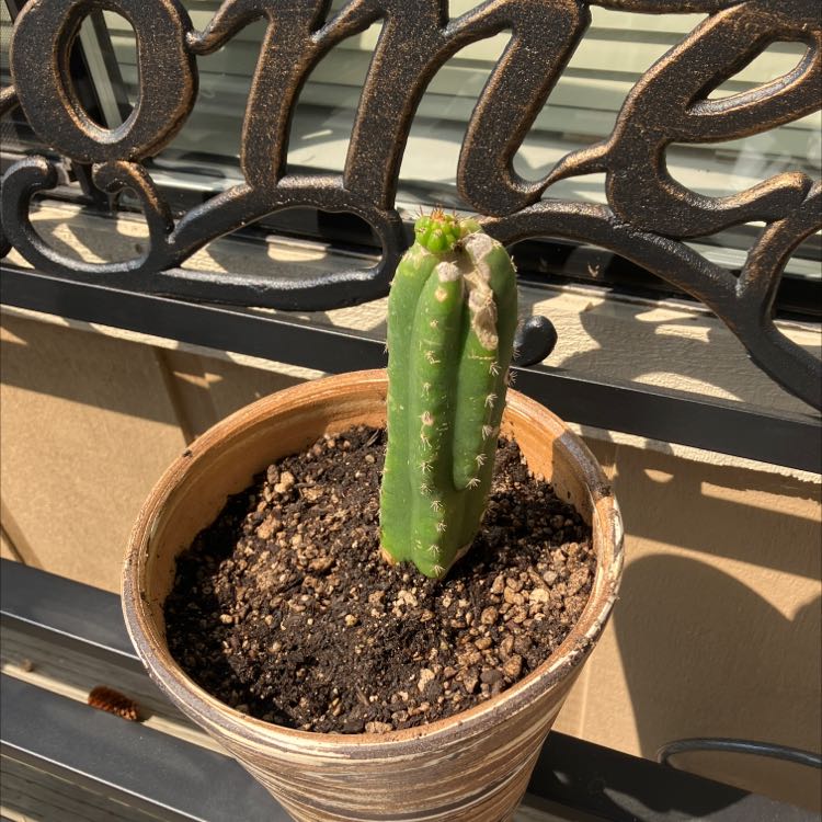 🌵 Why Are There Black Spots on My San Pedro Cactus Leaves?
