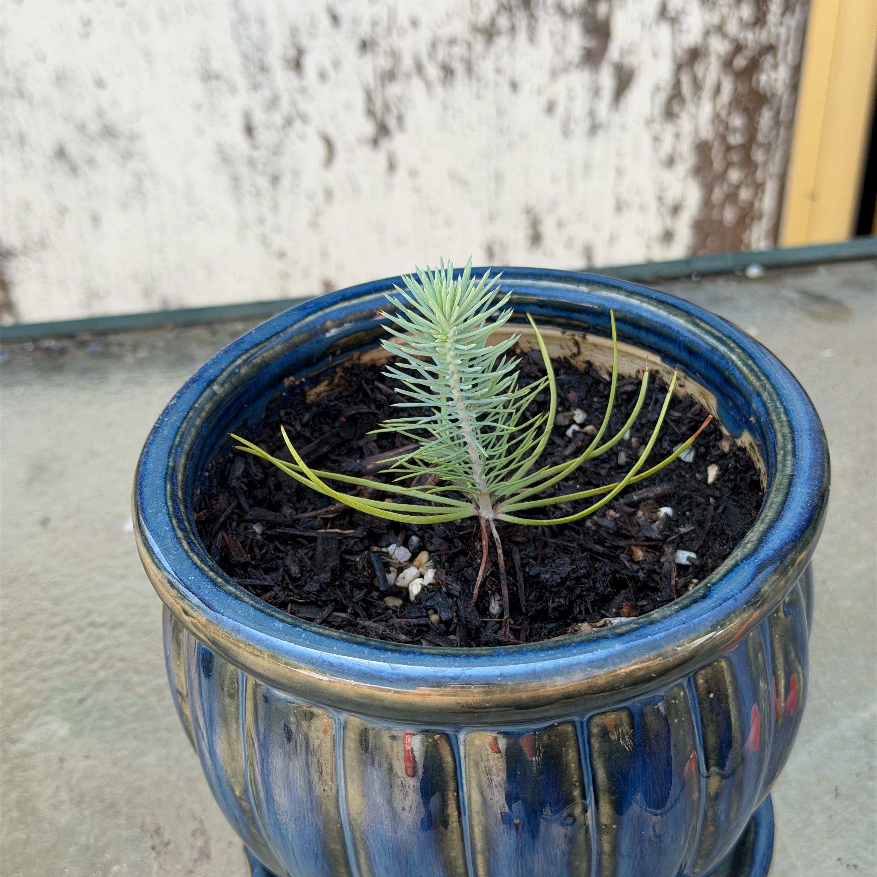 Photo of the plant species White Fir by @QuietWateroak named Captain Kit Conifer on Greg, the plant care app