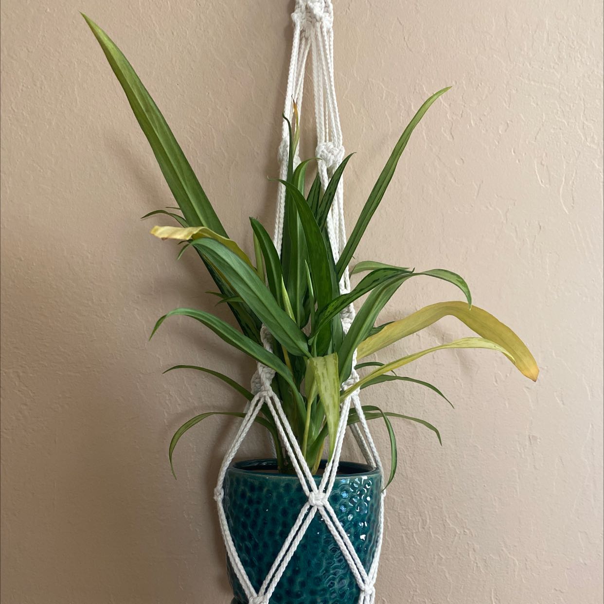Aglaonema 'Cutlass' plant in a hanging pot with some yellowing leaves.