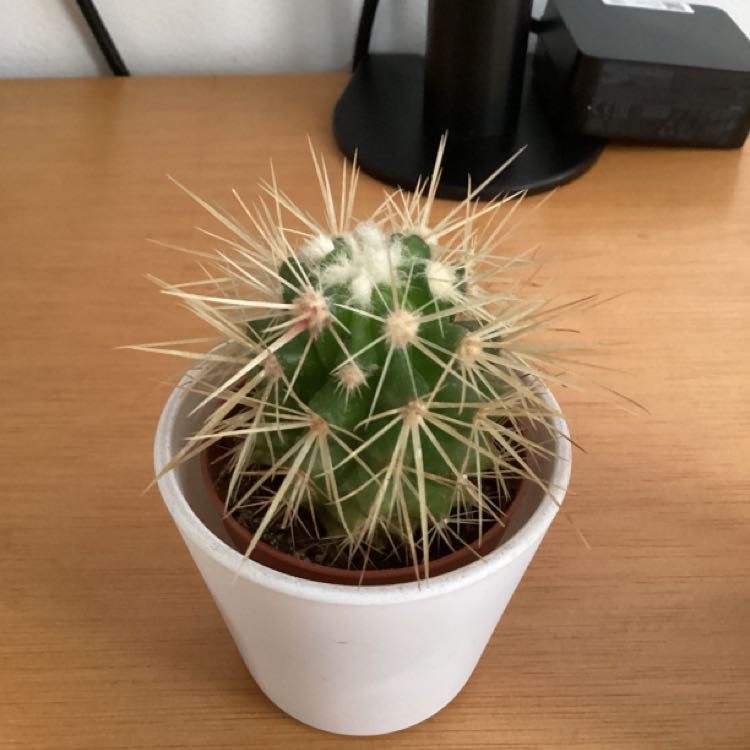 Photo of the plant species Golden Barrel Cactus by @VictoriousSedum named escritorio on Greg, the plant care app