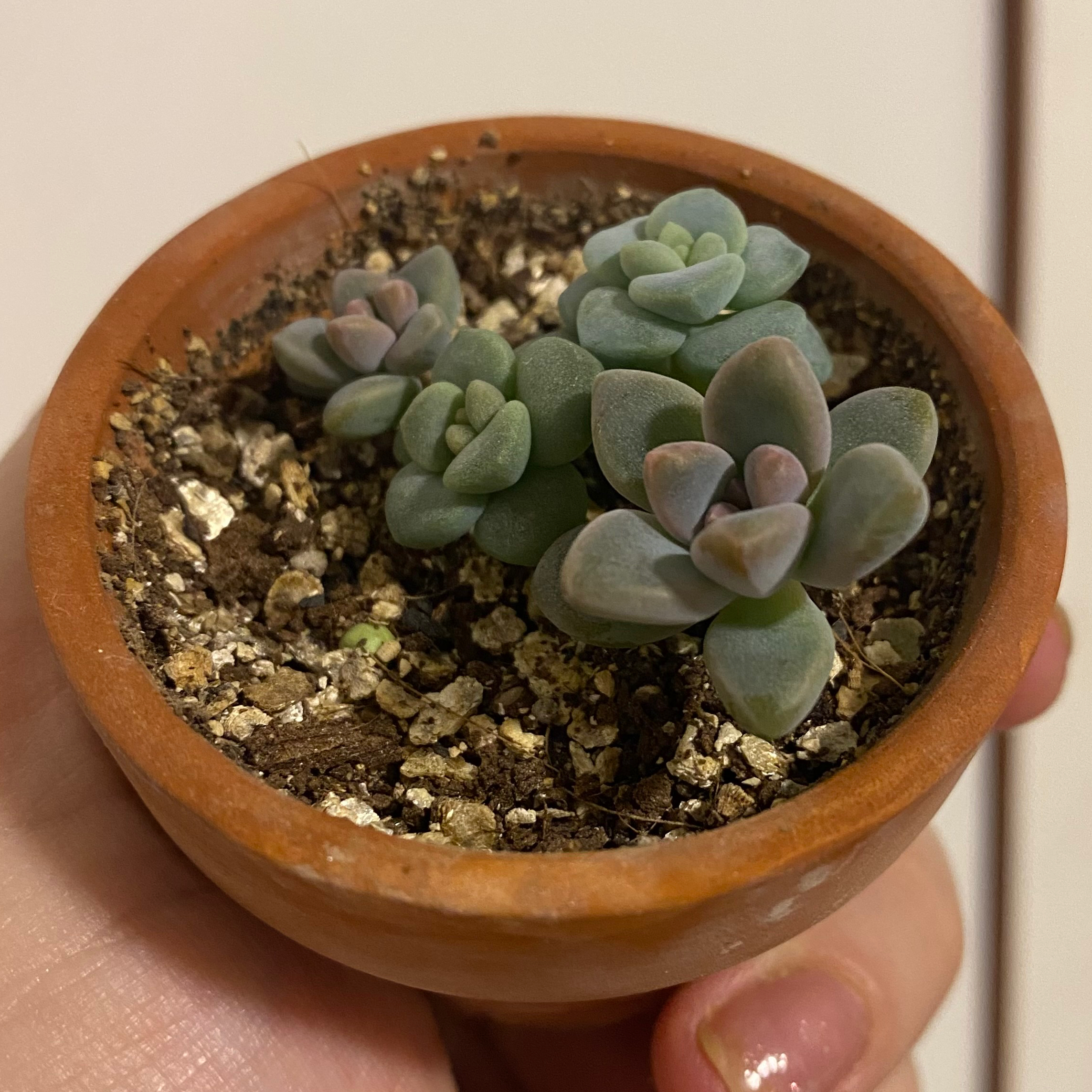 Potted Graptosedum 'Francesco Baldi' succulent plant held in hand.
