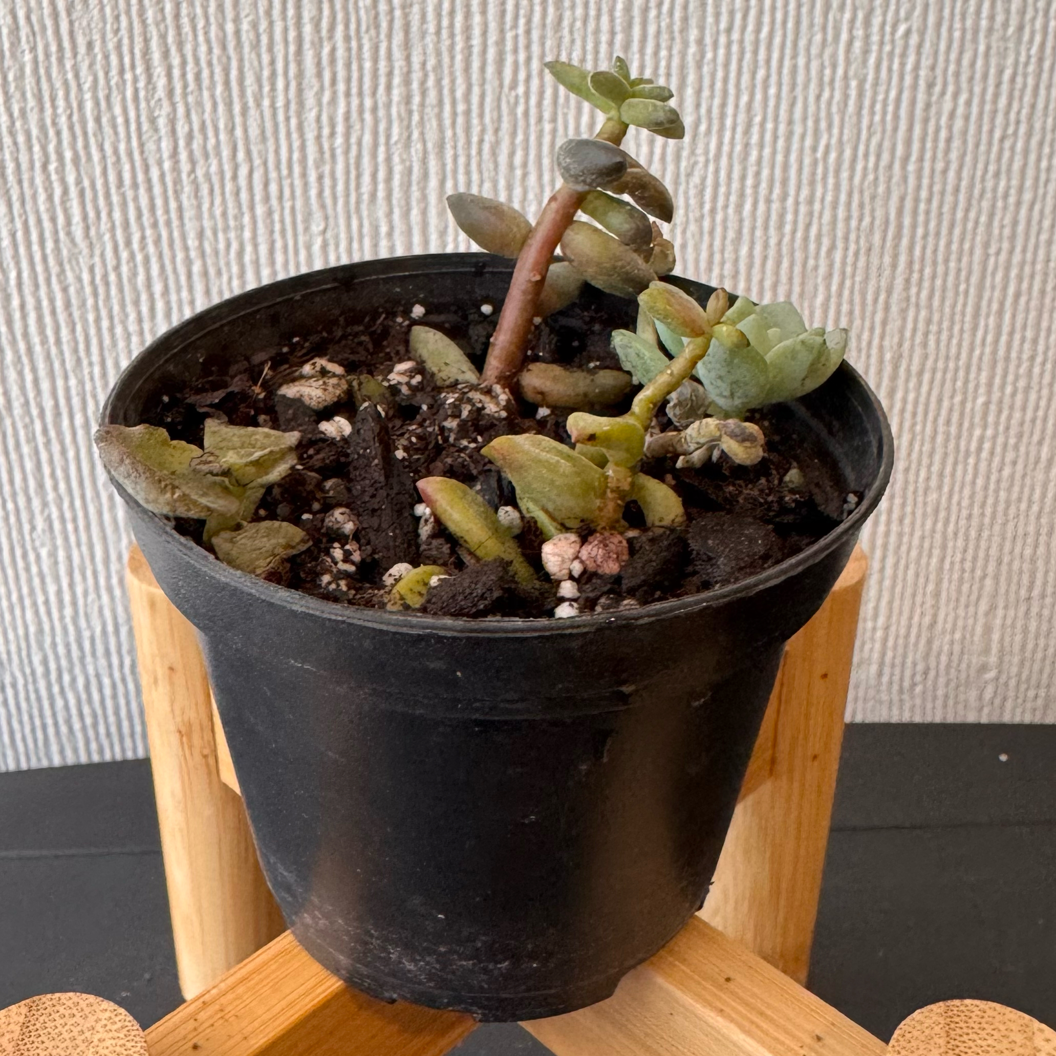 Photo of the plant species Porcelain Plant by @cmartinezf named Salvia Bolger on Greg, the plant care app