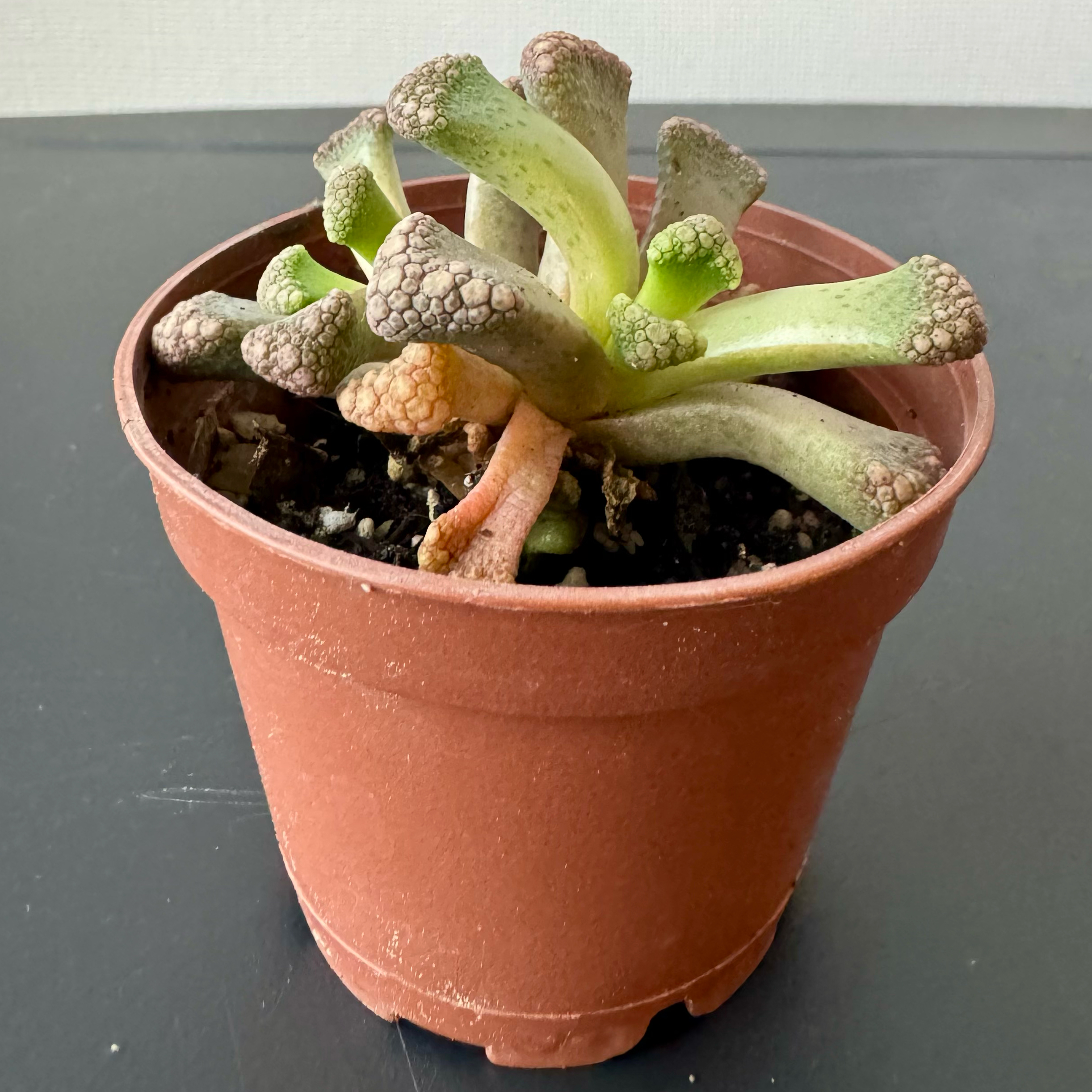 Photo of the plant species Assorted Titanopsis by @cmartinezf named Ted Sandyman on Greg, the plant care app