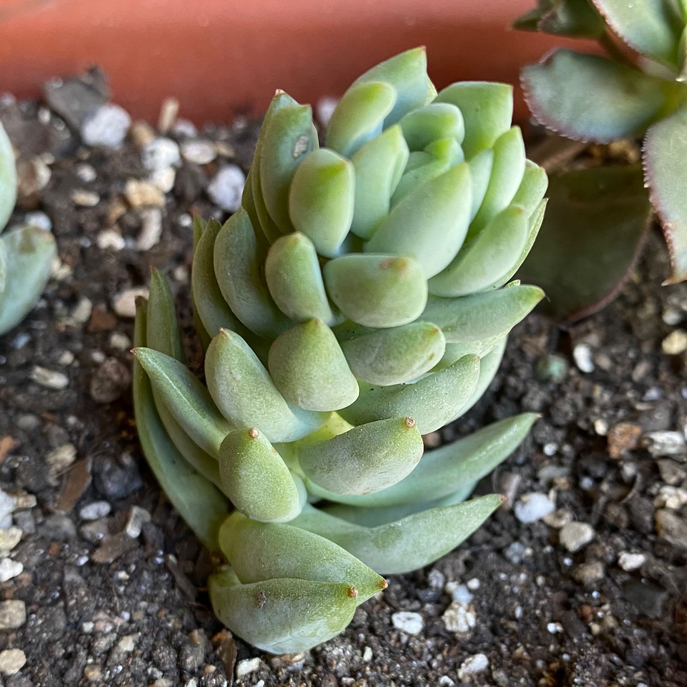 Sedeveria 'Harry Butterfield' succulent with fleshy leaves in well-draining soil.