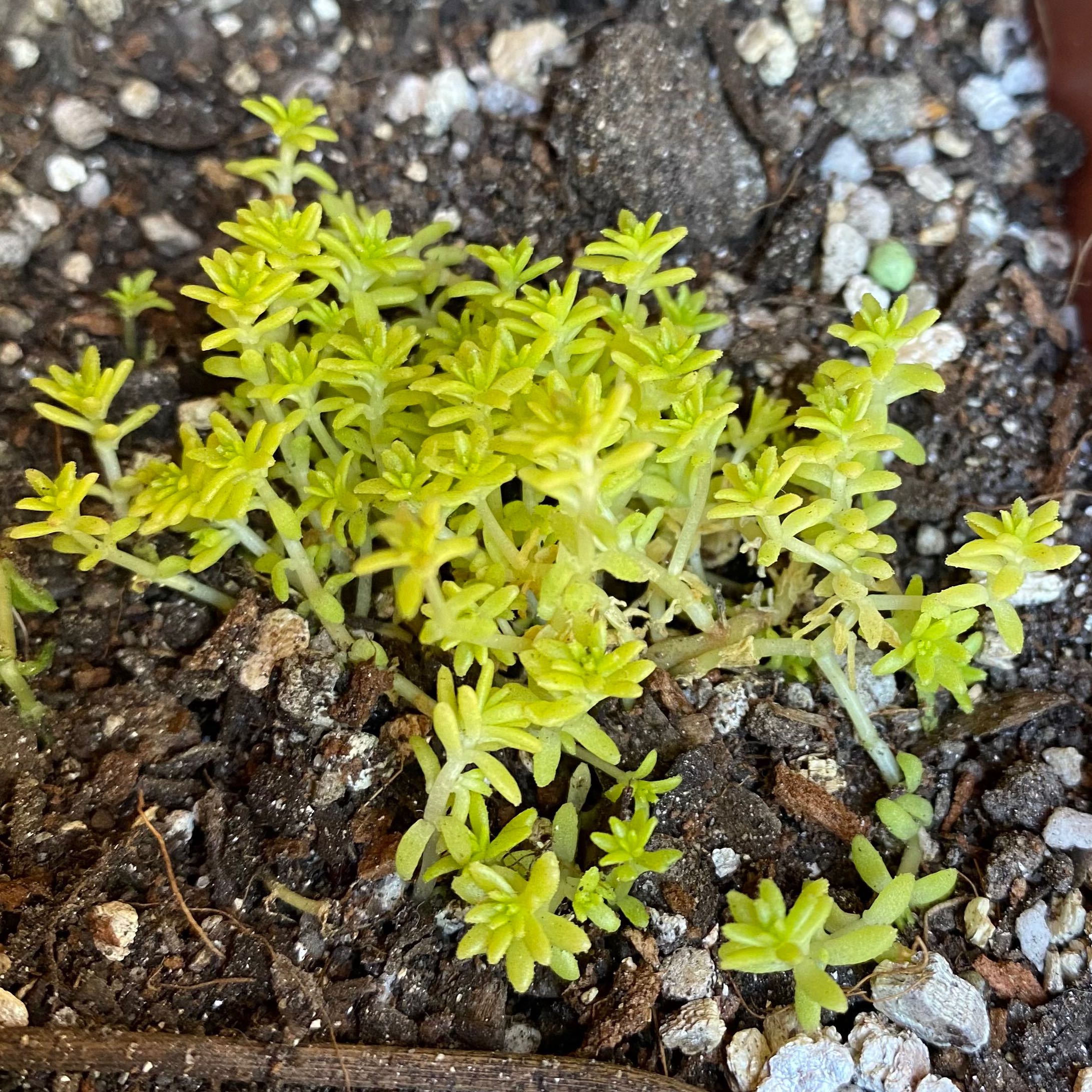 Tokyo Sun Stonecrop plant with bright green foliage in well-drained soil.