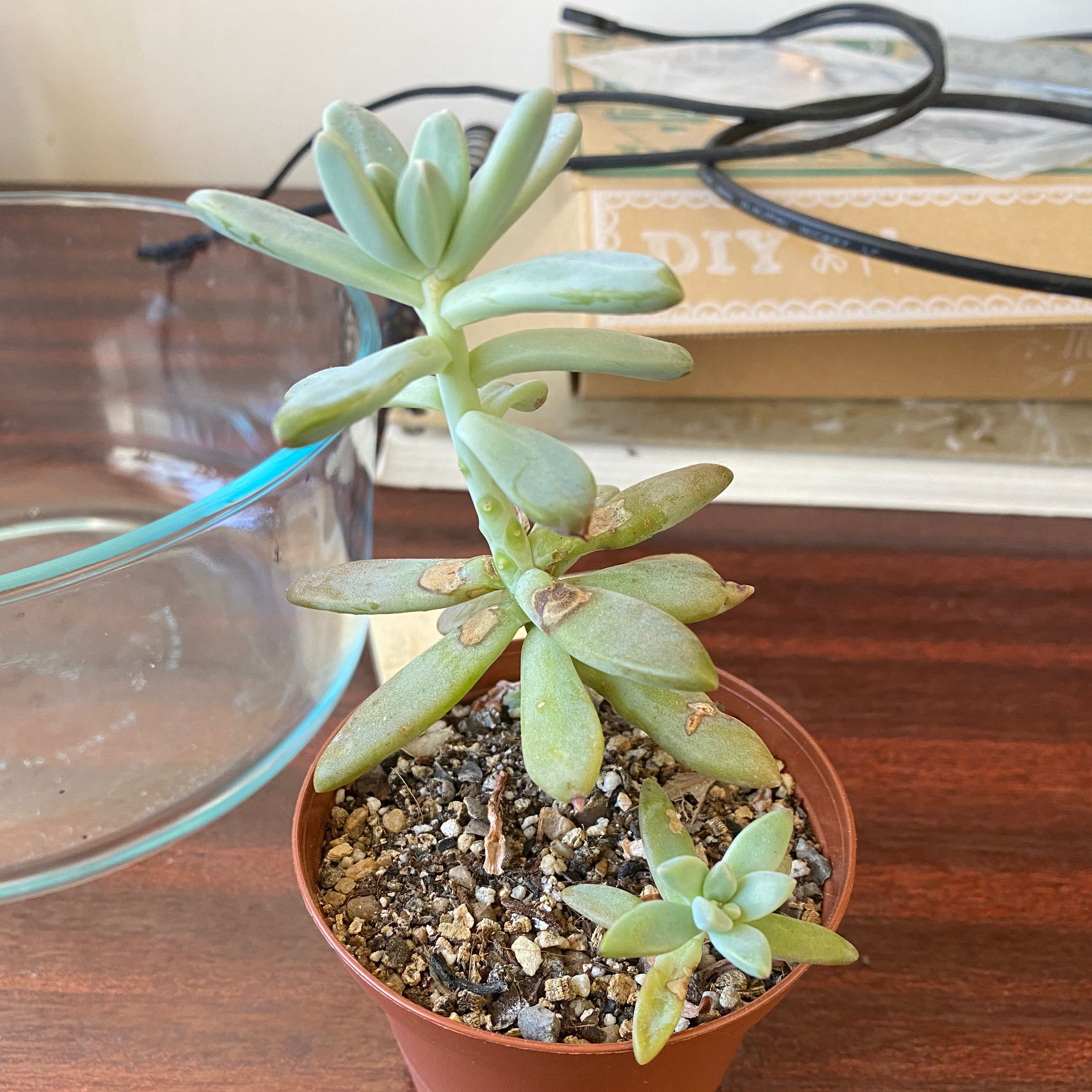 Graptosedum 'Francesco Baldi' plant in a small pot with some browning leaves.