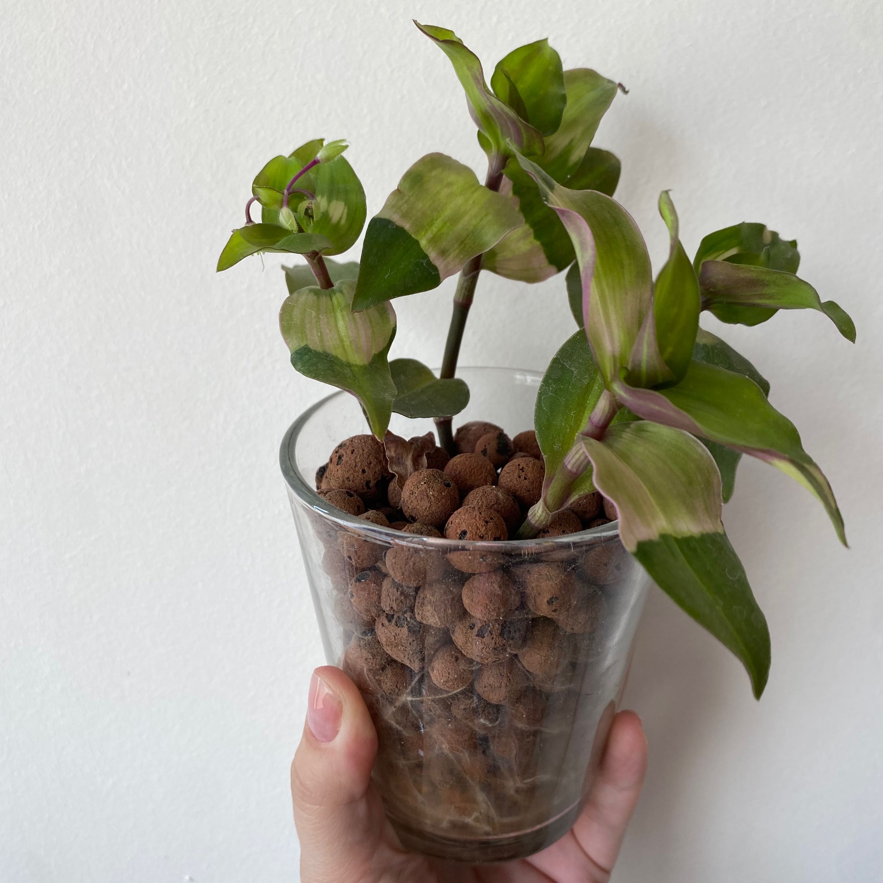 Tradescantia Blushing Bride plant in a glass container with clay pebbles, held by a hand.