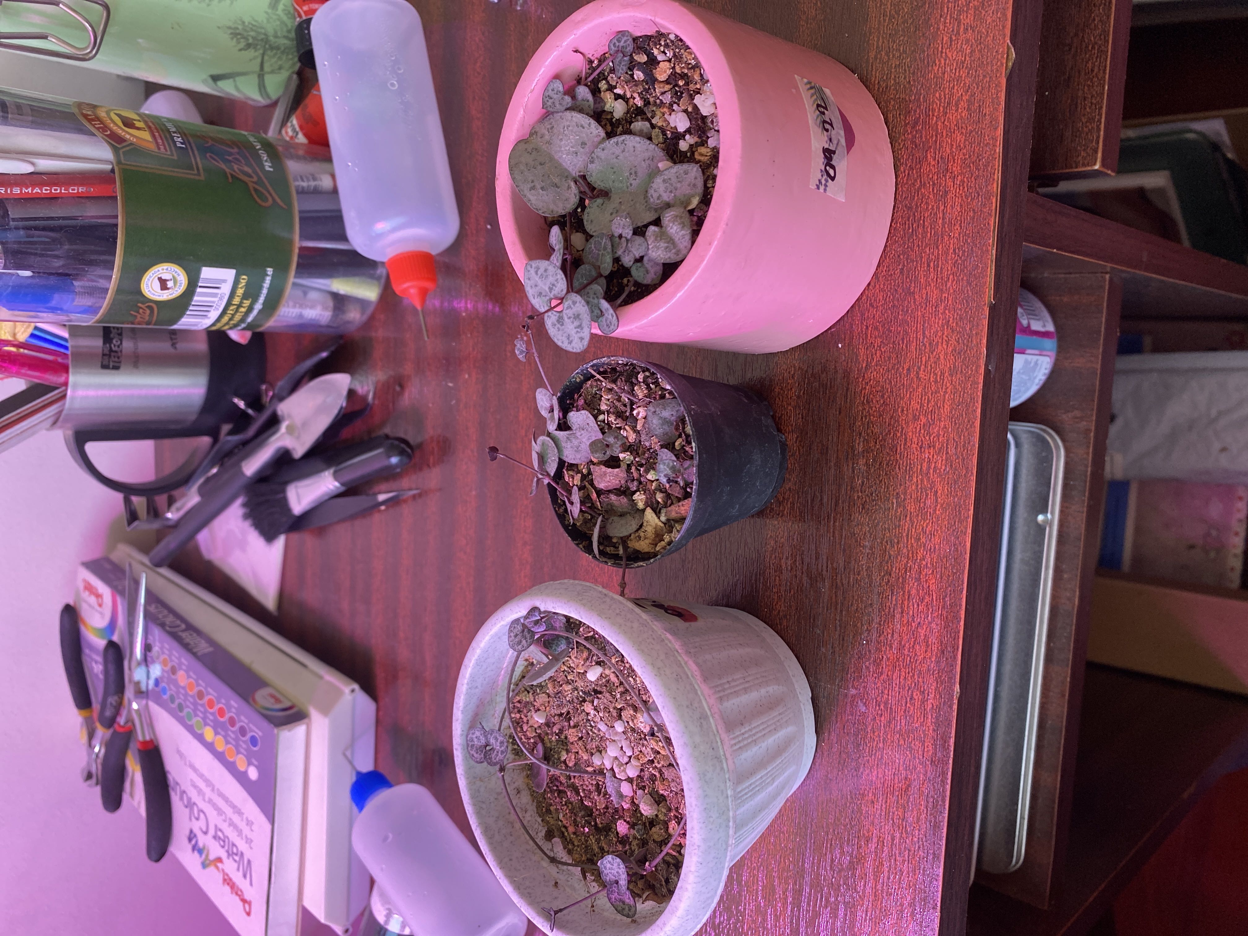 Photo from the post