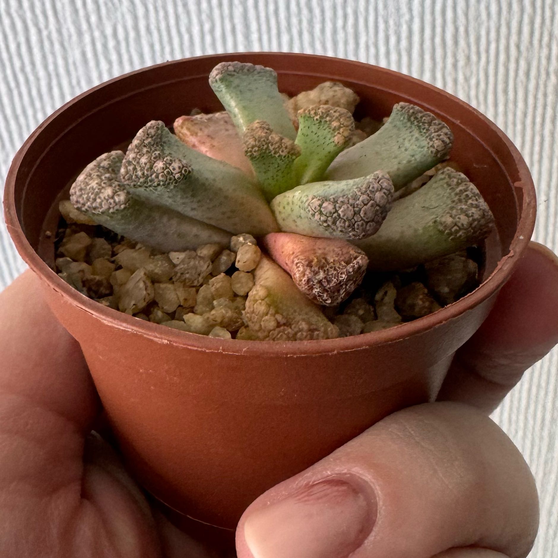 Photo of the plant species Assorted Titanopsis by @cmartinezf named Ted Sandyman on Greg, the plant care app