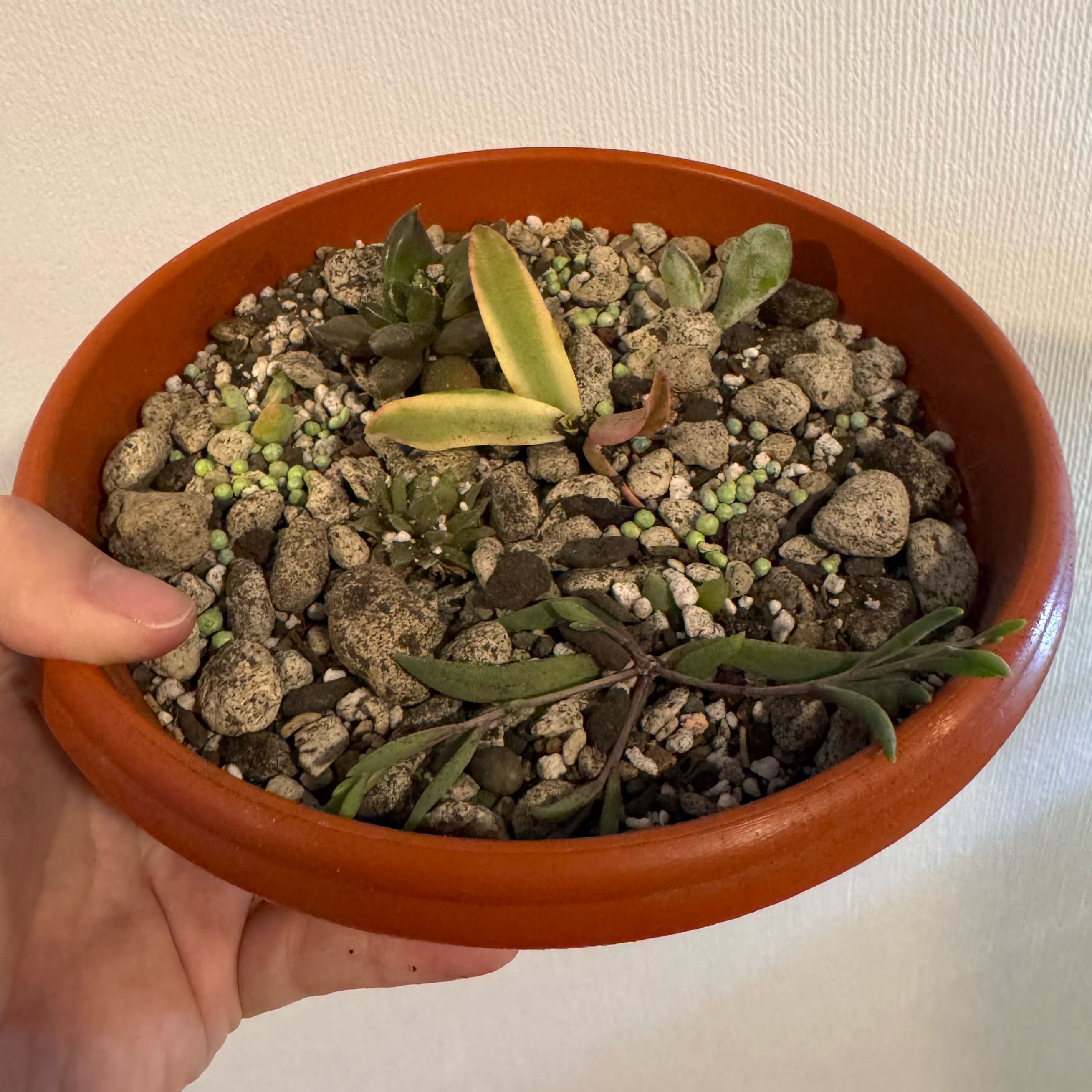 Photo of the plant species Pig's Ear by @cmartinezf named Achilles on Greg, the plant care app