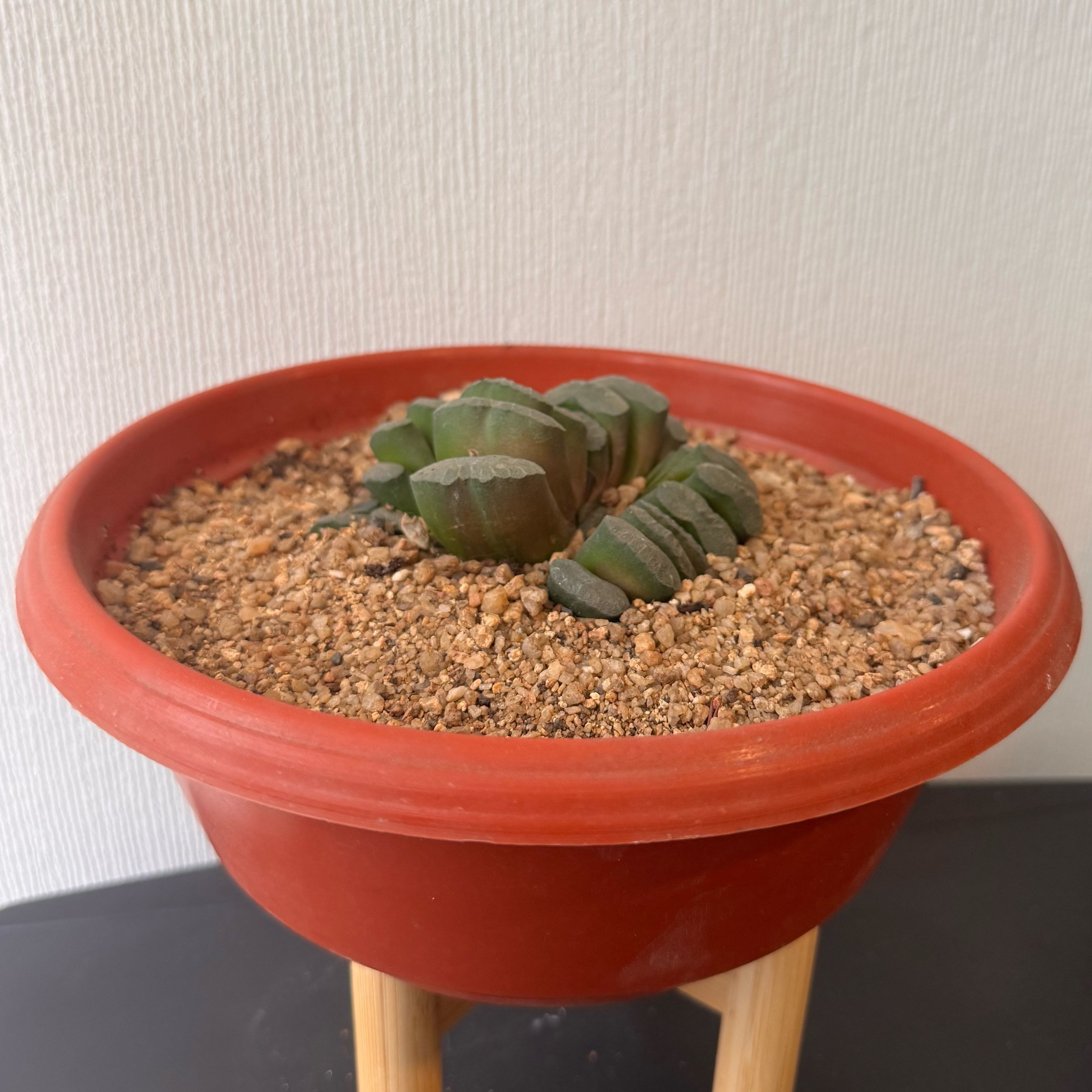 Photo of the plant species Horse's Teeth by @cmartinezf named Ronaldo on Greg, the plant care app