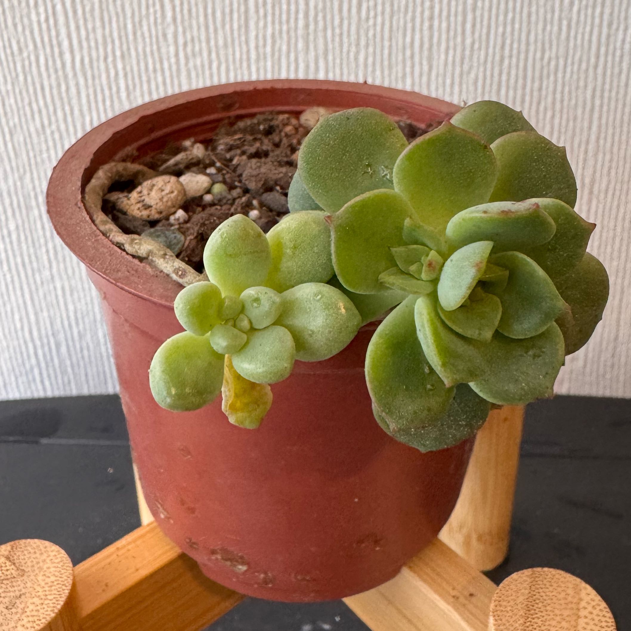 Photo of the plant species Porcelain Plant by @cmartinezf named Kylie on Greg, the plant care app
