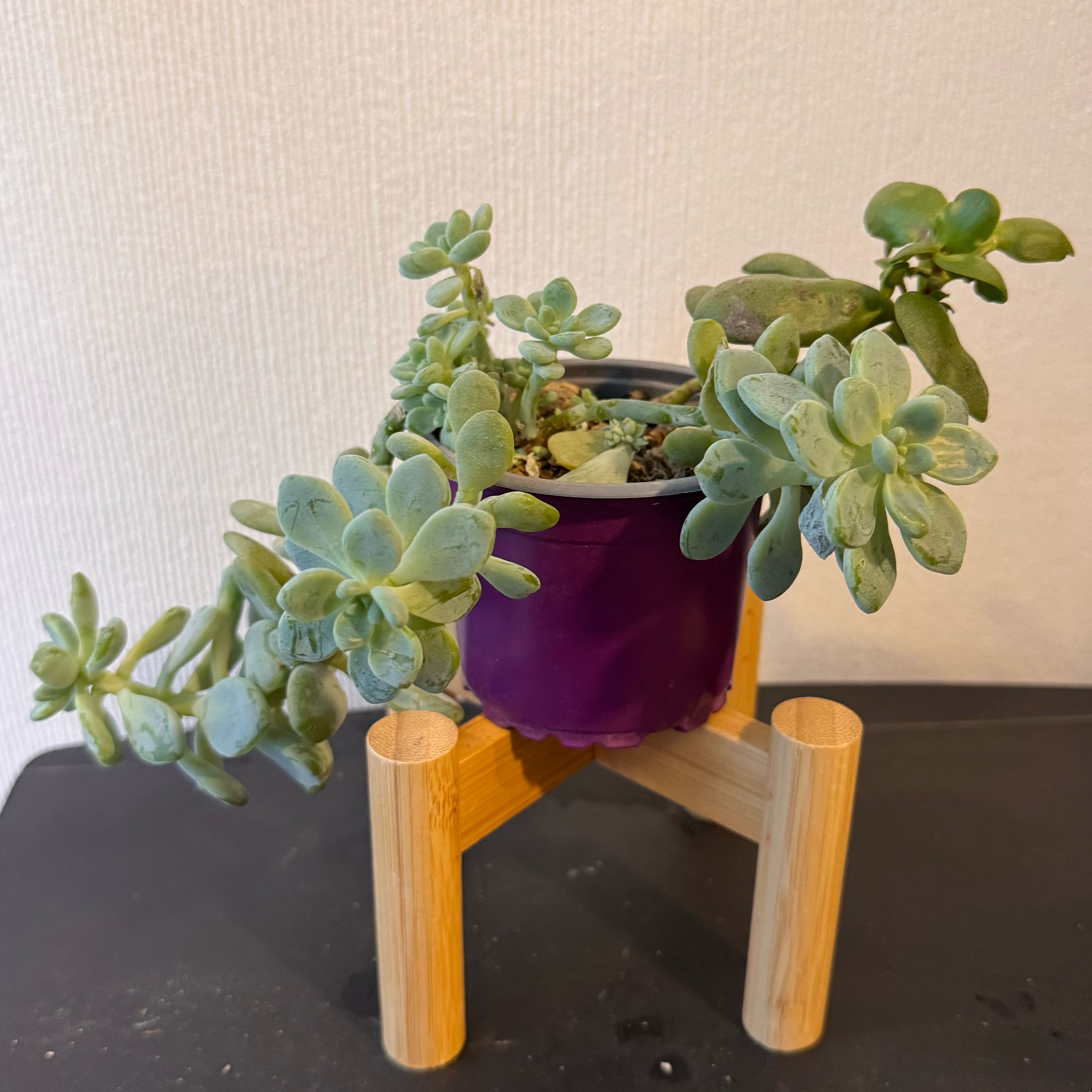 Photo of the plant species Porcelain Plant by @cmartinezf named Harmony on Greg, the plant care app