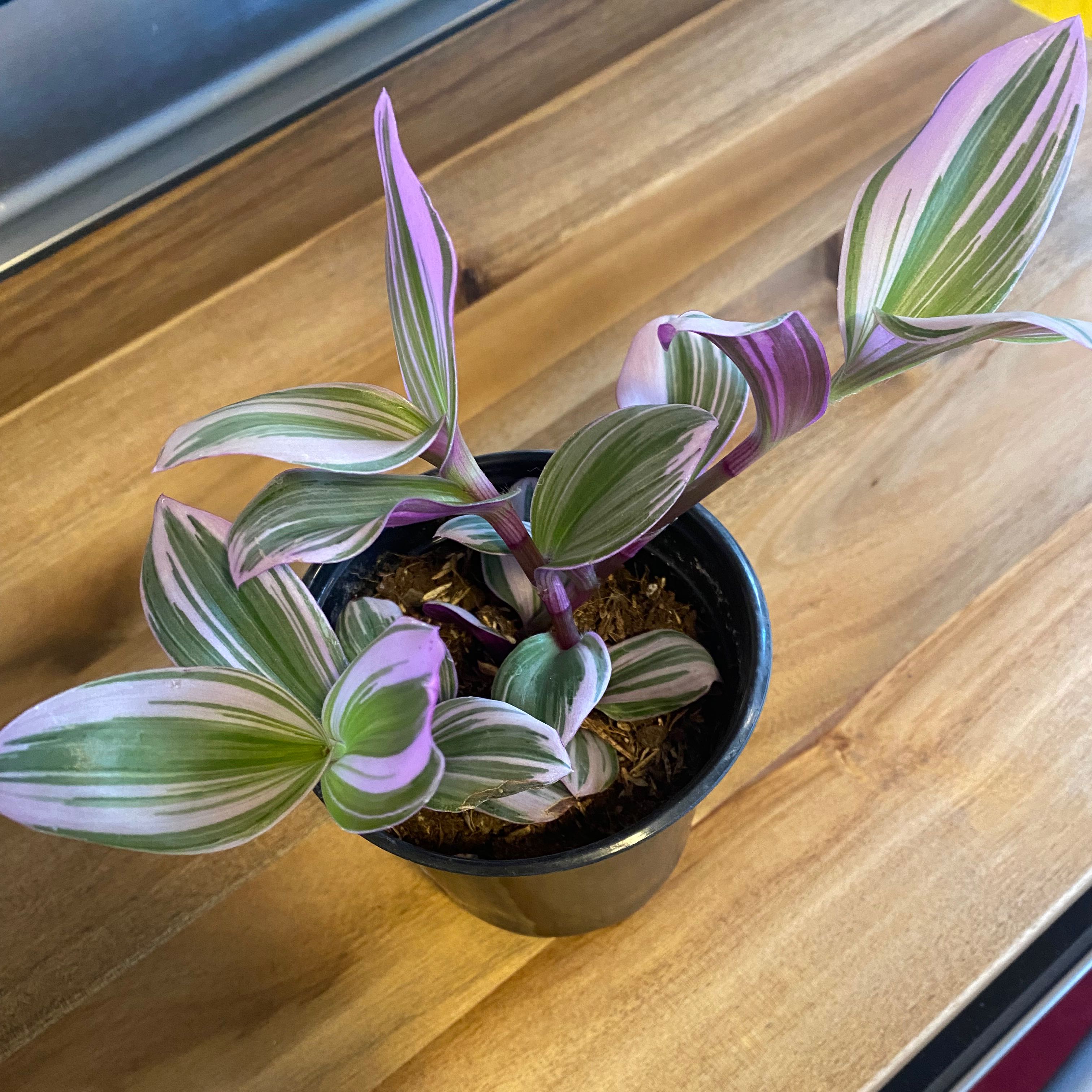Photo of the plant species Small-Leaf Spiderwort by @Duniel named Nani on Greg, the plant care app