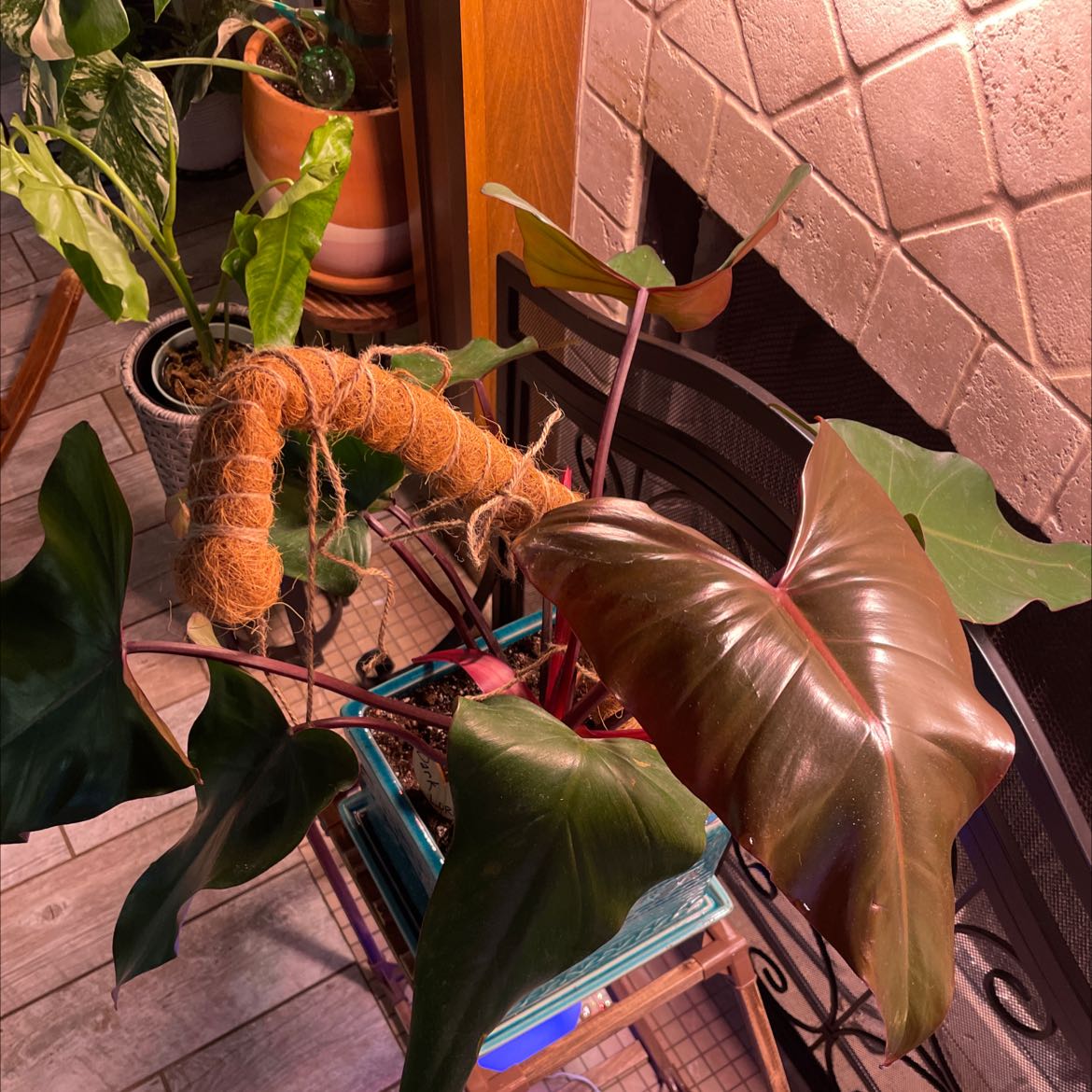 Philodendron Dark Lord plant with dark, glossy leaves in a well-lit indoor setting.