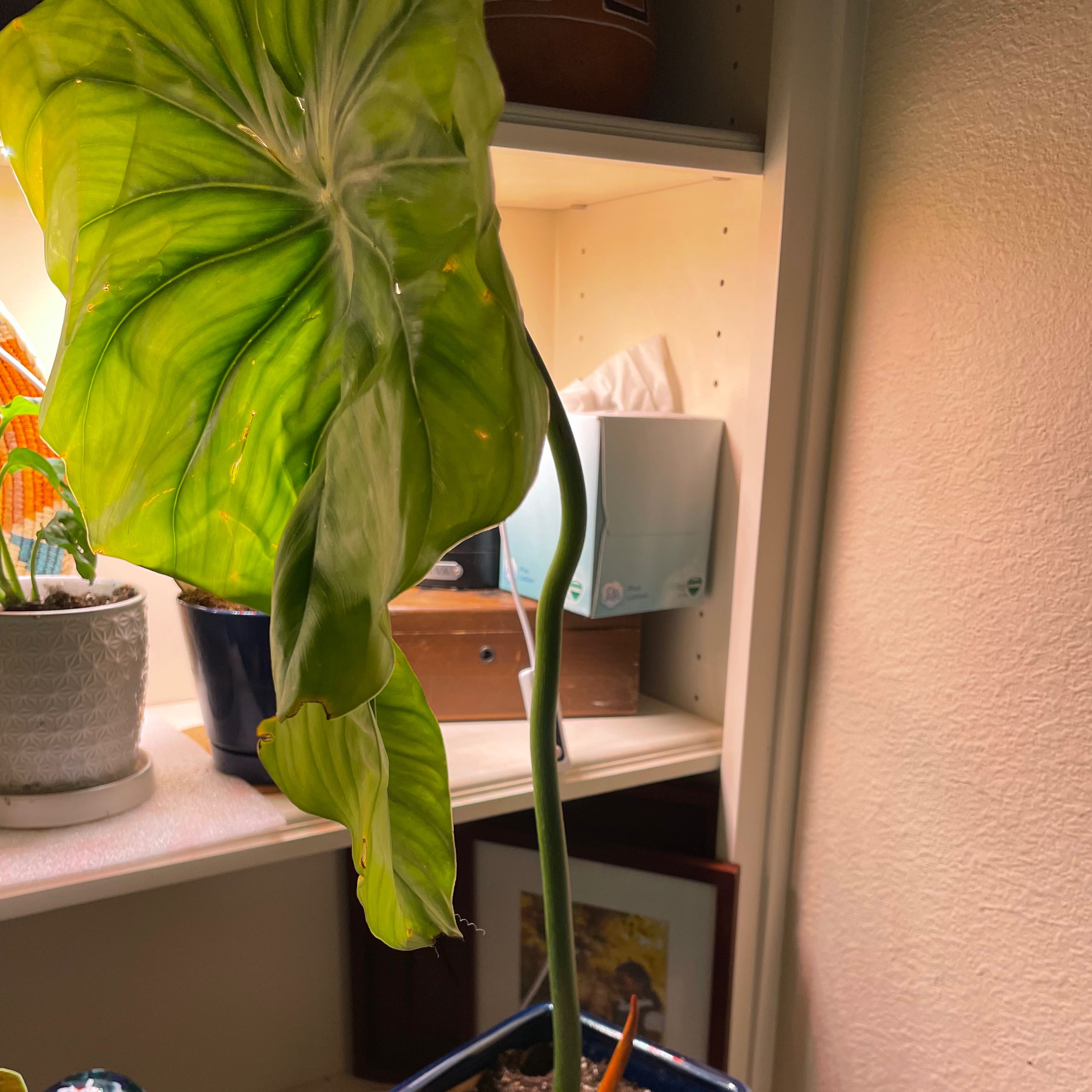 Philodendron 'McDowell' plant with large green leaves, indoors on a shelf.