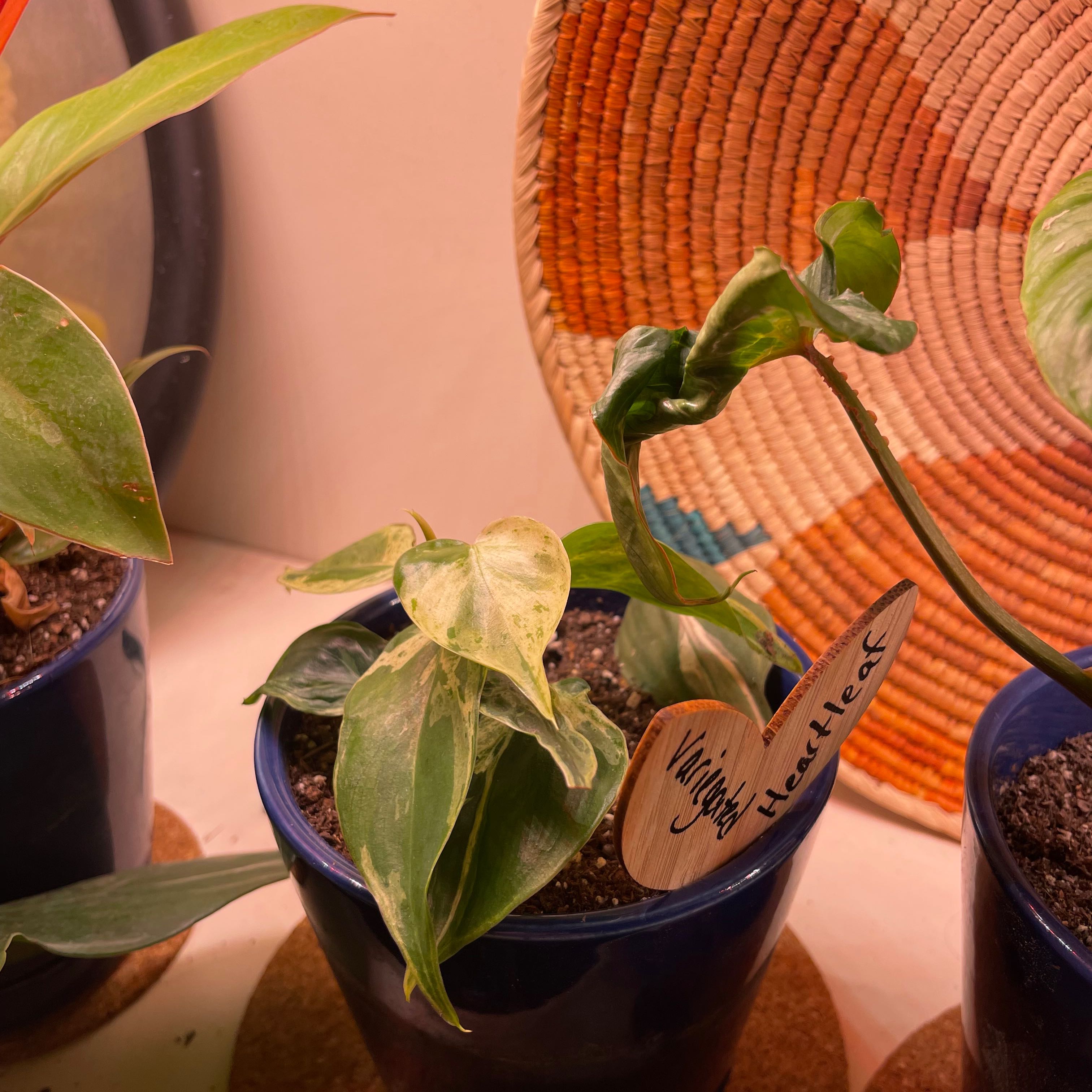 Variegated Philodendron in a blue pot with visible yellowing and browning leaves.