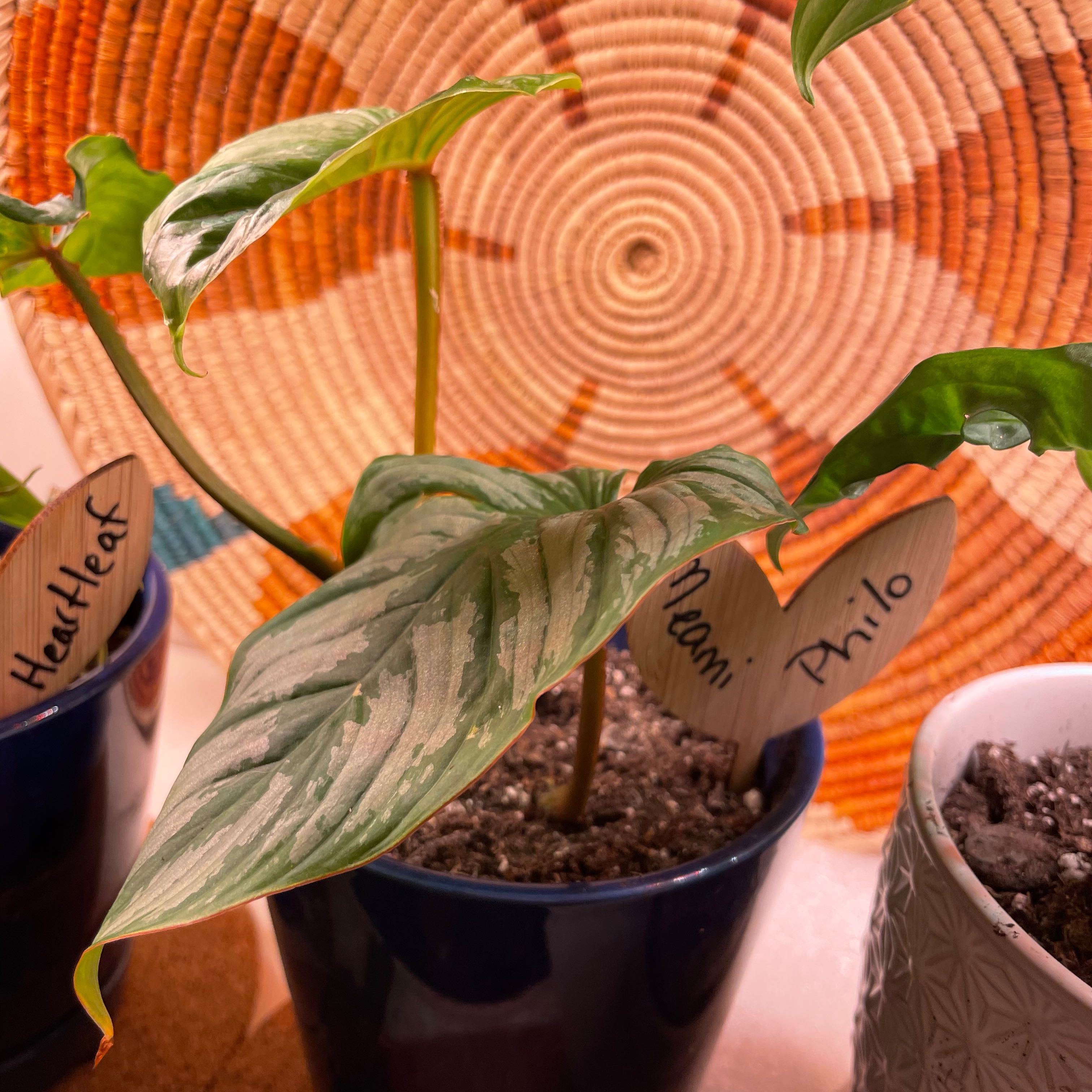 Philodendron mamei plant in a blue pot with visible soil, well-framed and in focus.