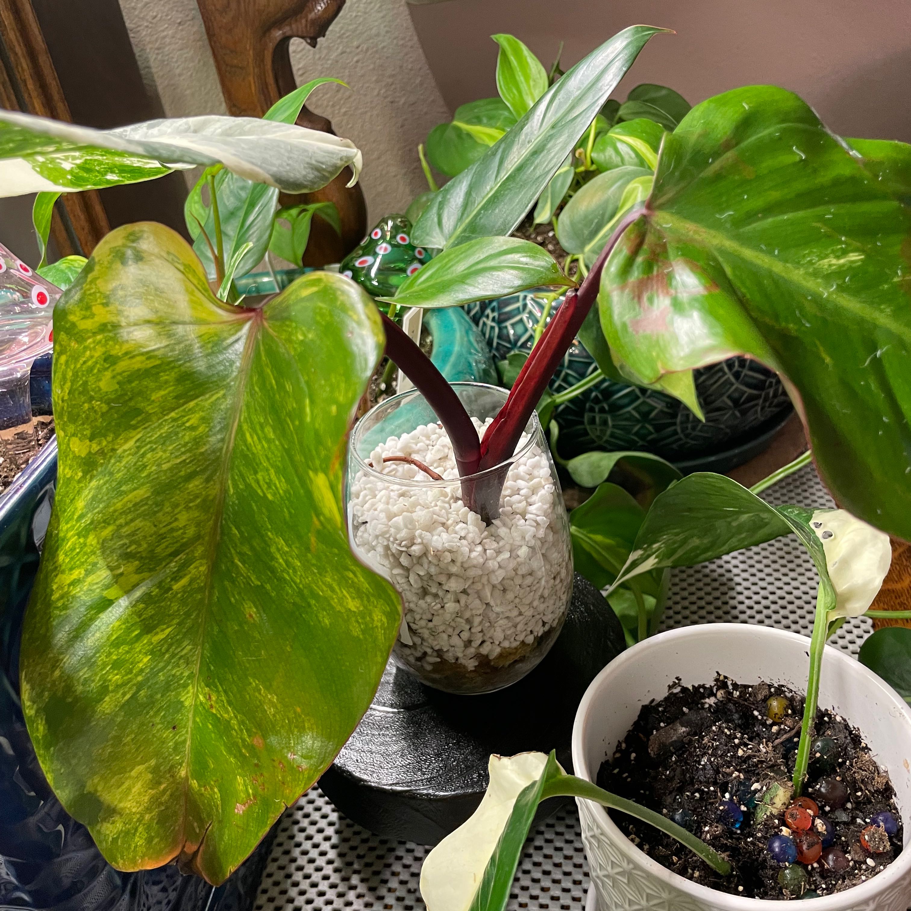Strawberry Shake Philodendron with variegated leaves, some yellowing and browning, potted in a glass container.
