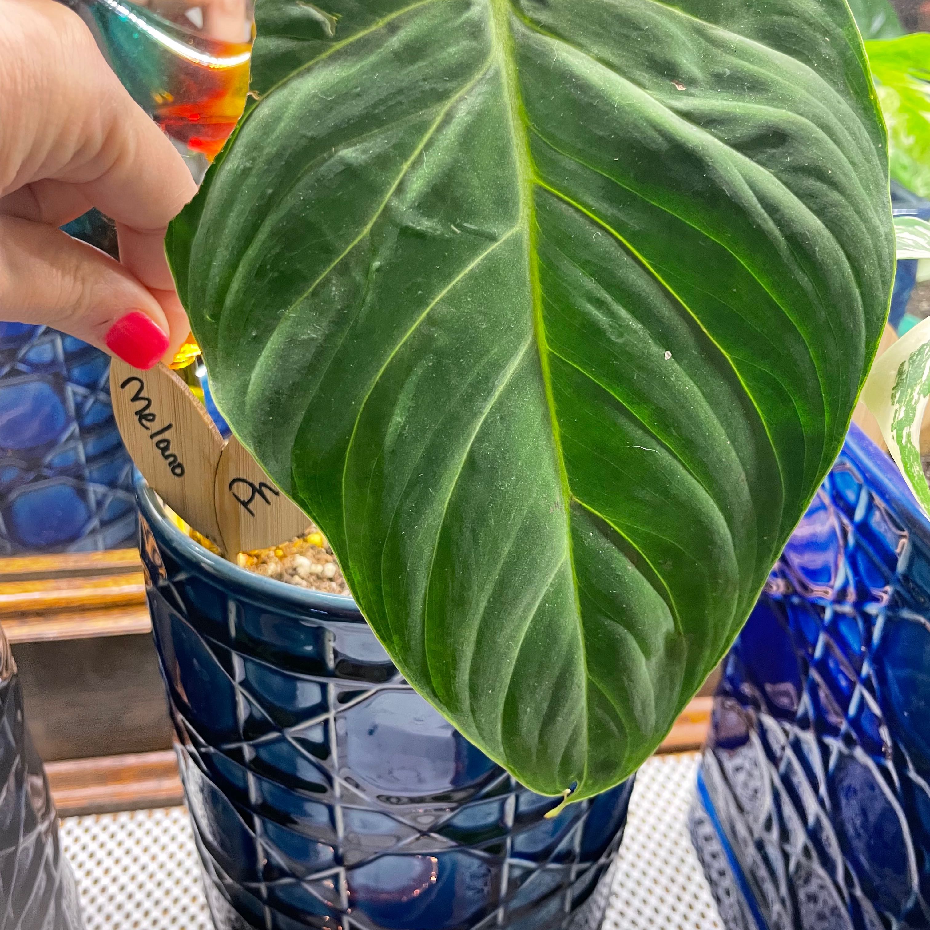 Philodendron melanochrysum x verrucosum plant with a large green leaf in a blue pot, hand holding a label.