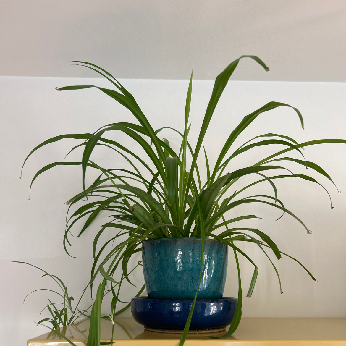 Healthy Hawaiian Spider Plant in a blue pot with long, arching green leaves.
