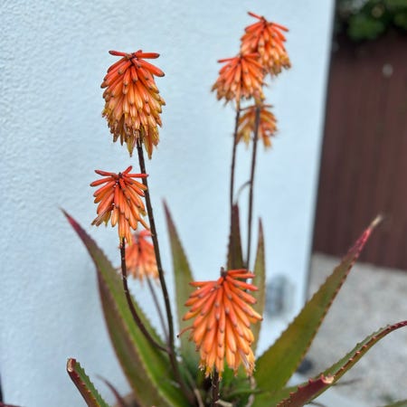Photo of the plant species Aloe cameronii 'creme tangerine' by @ShrewdCosmo named Walt on Greg, the plant care app