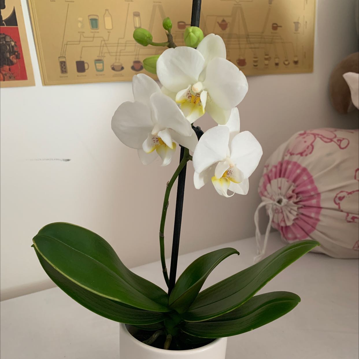 A healthy Phalaenopsis orchid with white flowers and green leaves in a white pot.