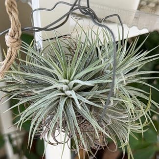 Blushing Bride Air Plant plant in Somewhere on Earth