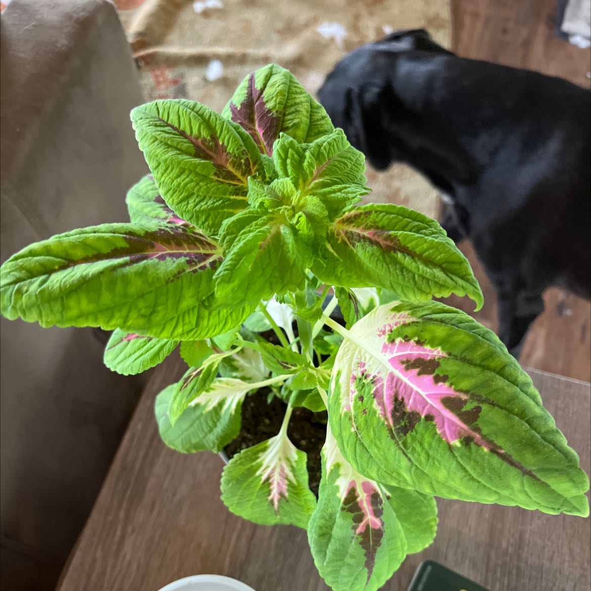 Photo of the plant species Willow-leaf amaranth by @Alexis1213 named Pink on Greg, the plant care app