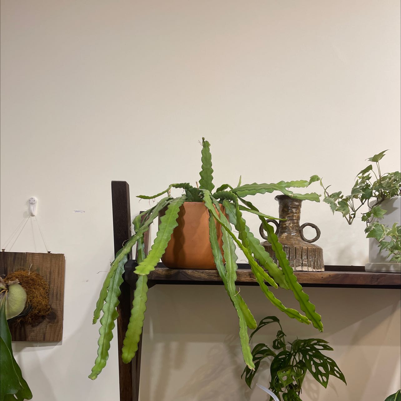 Photo of the plant species Fishbone cactus by @Thaodbui named Lulu on Greg, the plant care app