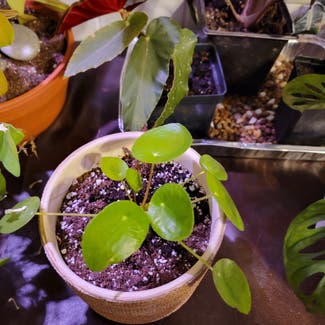 Raindrop Peperomia plant in Saint Louis, Missouri