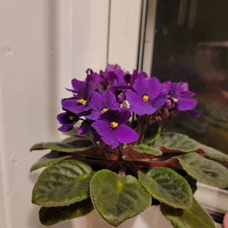 Kenyan Violet plant in Saint Louis, Missouri