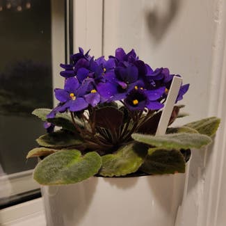 Kenyan Violet plant in Saint Louis, Missouri