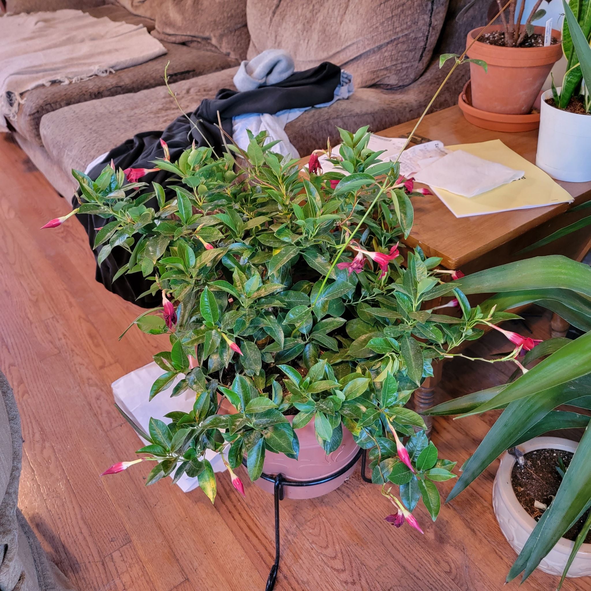 Why Does My Dipladenia 