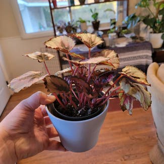 Rex Begonia plant in Saint Louis, Missouri