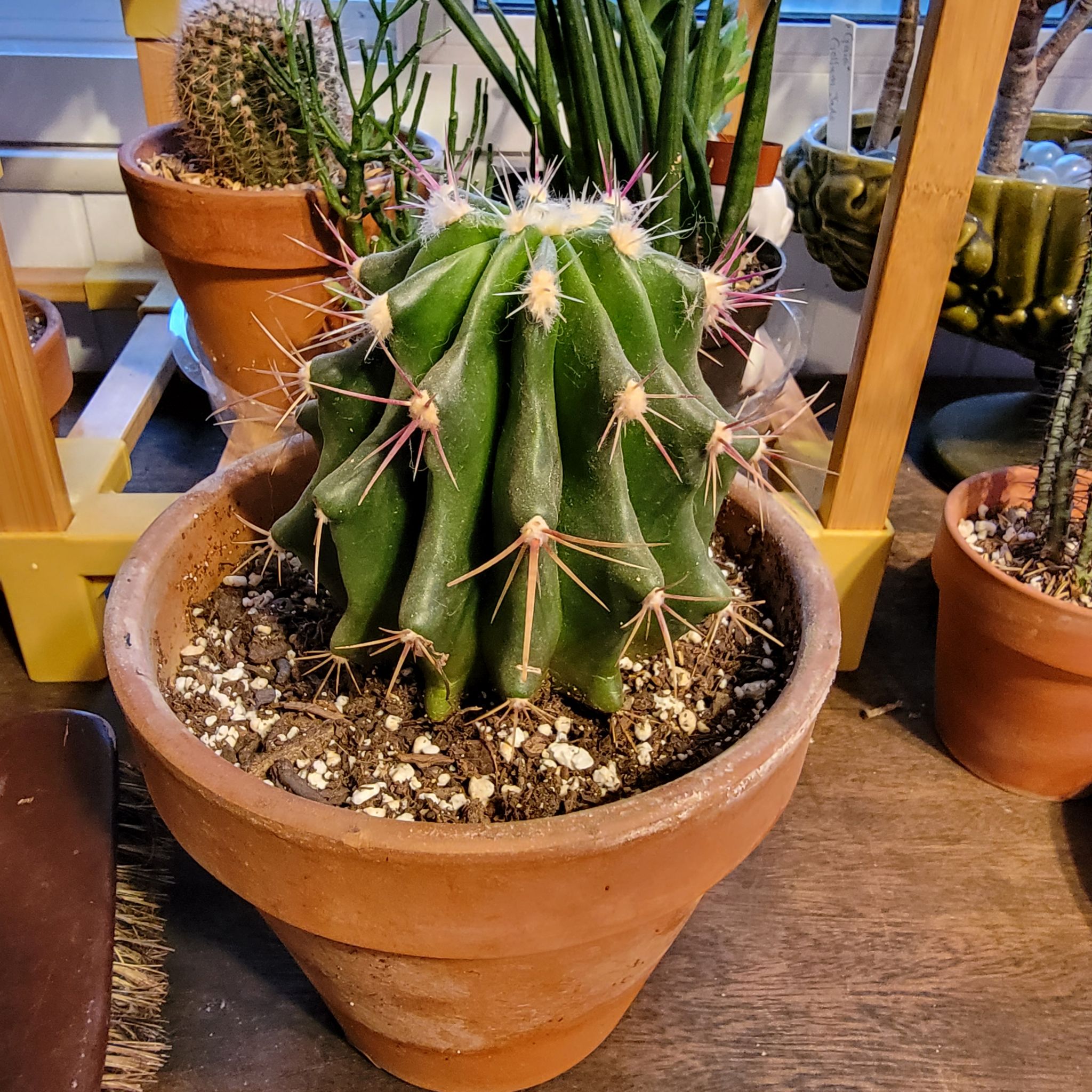 Fire Barrel Cactus in a terracotta pot with visible soil, well-framed and in focus.