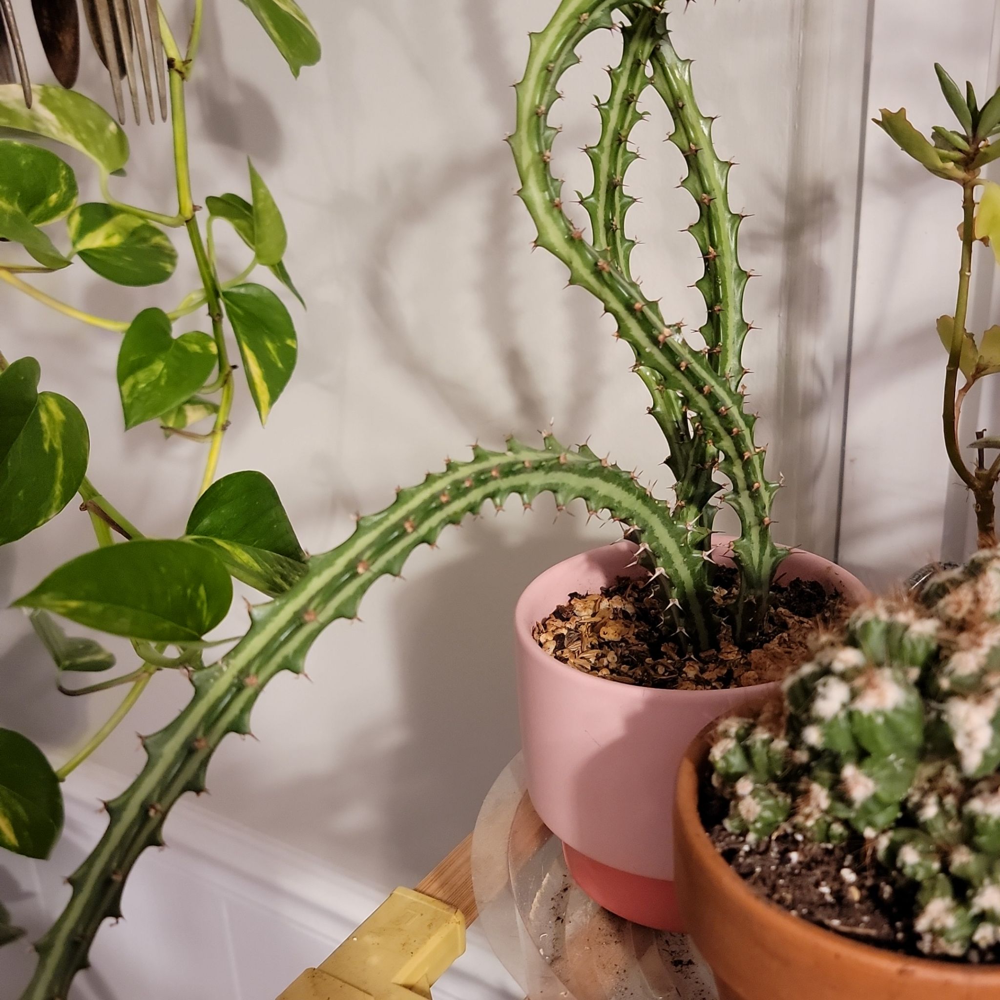 Photo of the plant species Striped Green Spurge by @dysnomia42 named Sruthi on Greg, the plant care app