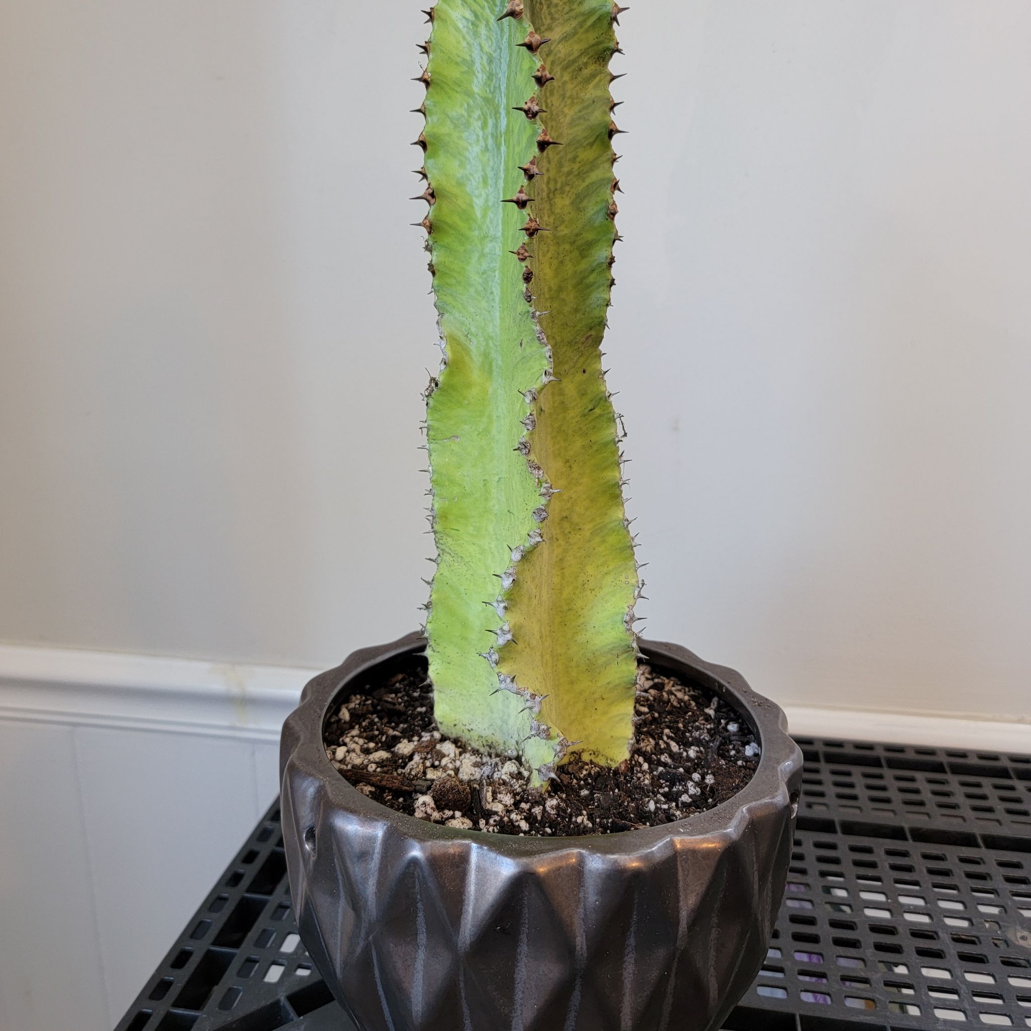 Variegated African Candelabra plant with visible yellowing and browning in a pot.