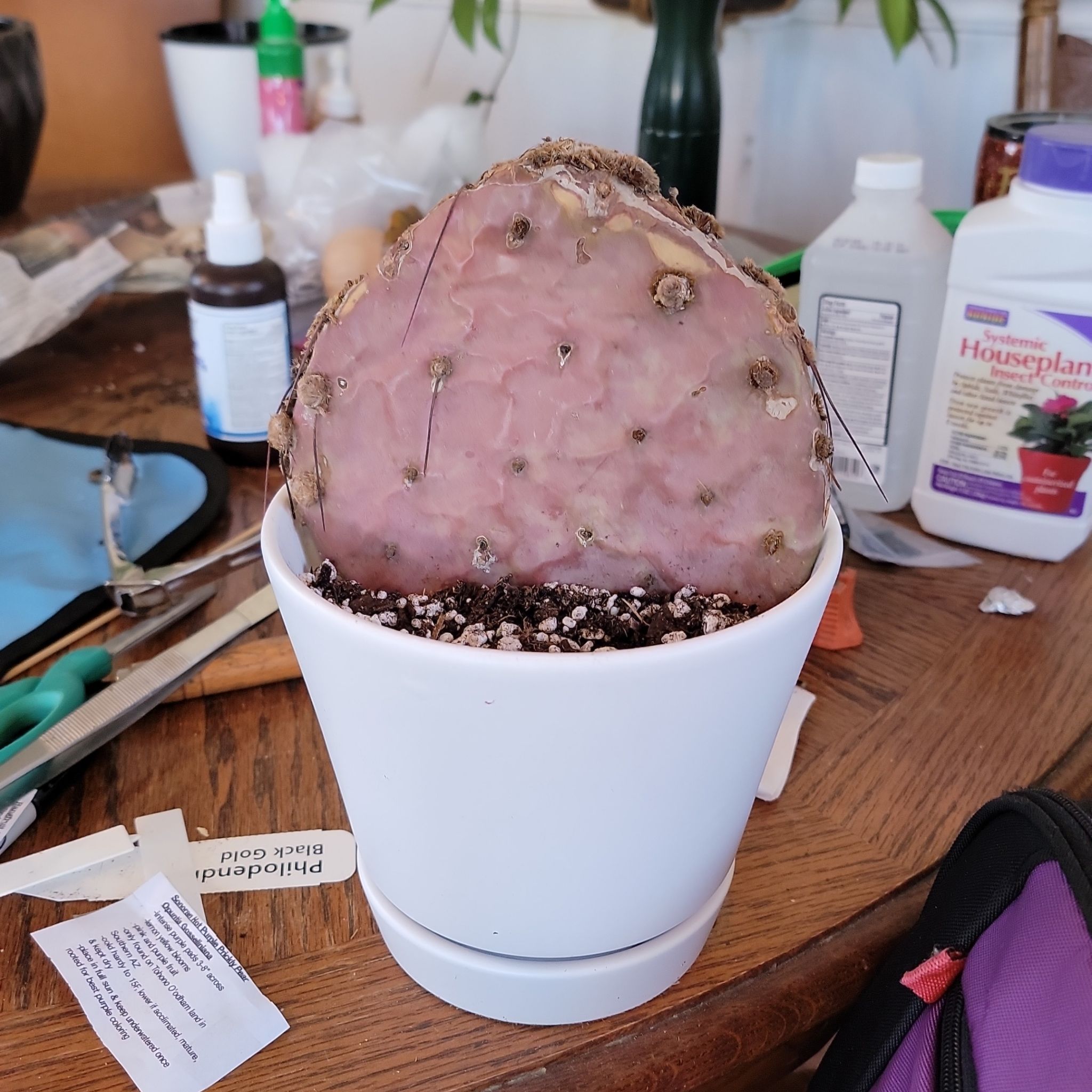 Potted Violet Prickly Pear cactus with discoloration and browning spots.