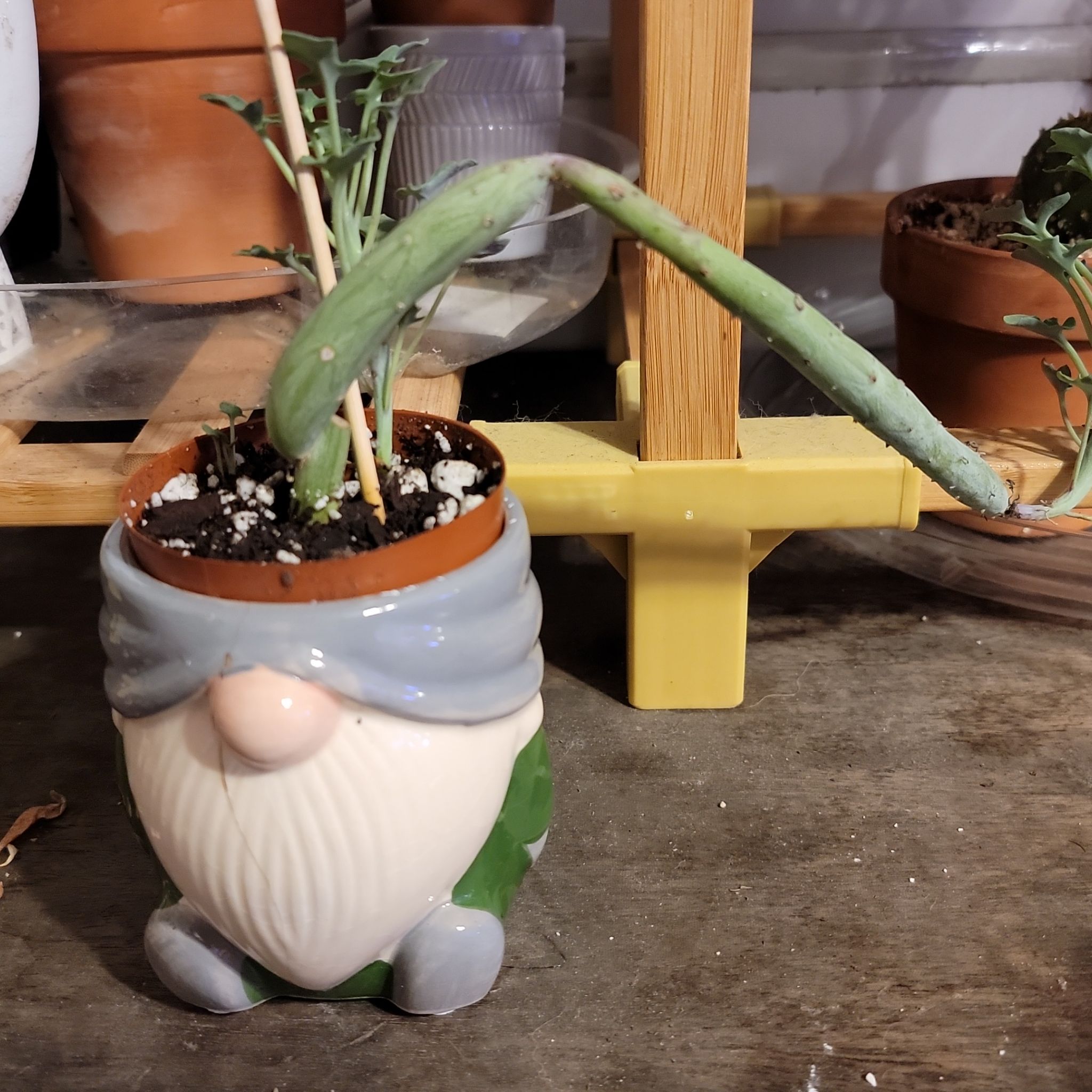 Photo of the plant species Candle cactus by @dysnomia42 named Lavender on Greg, the plant care app