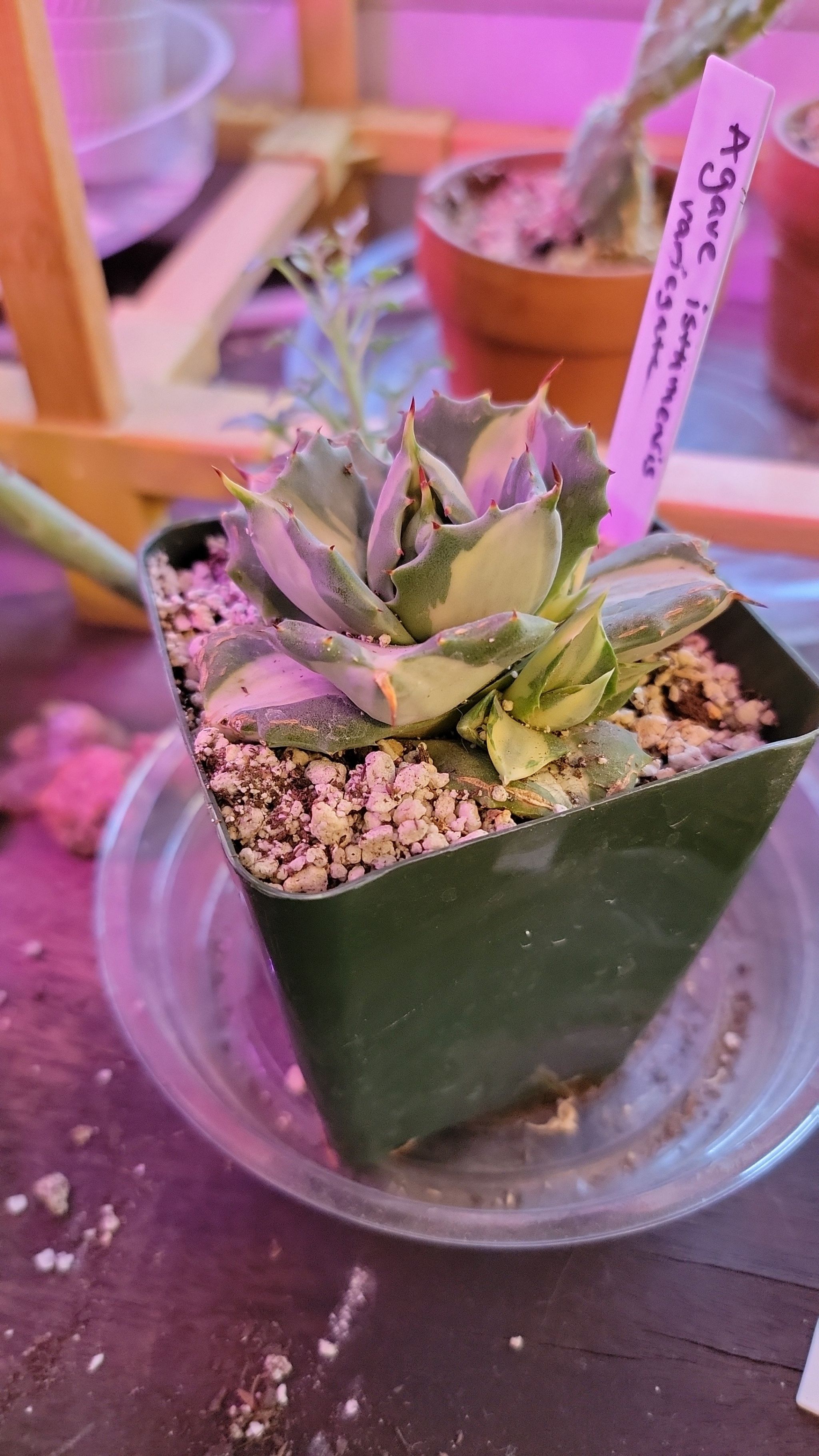 Photo of the plant species Variegated Dwarf Butterfly Agave by @dysnomia42 named Orwell on Greg, the plant care app