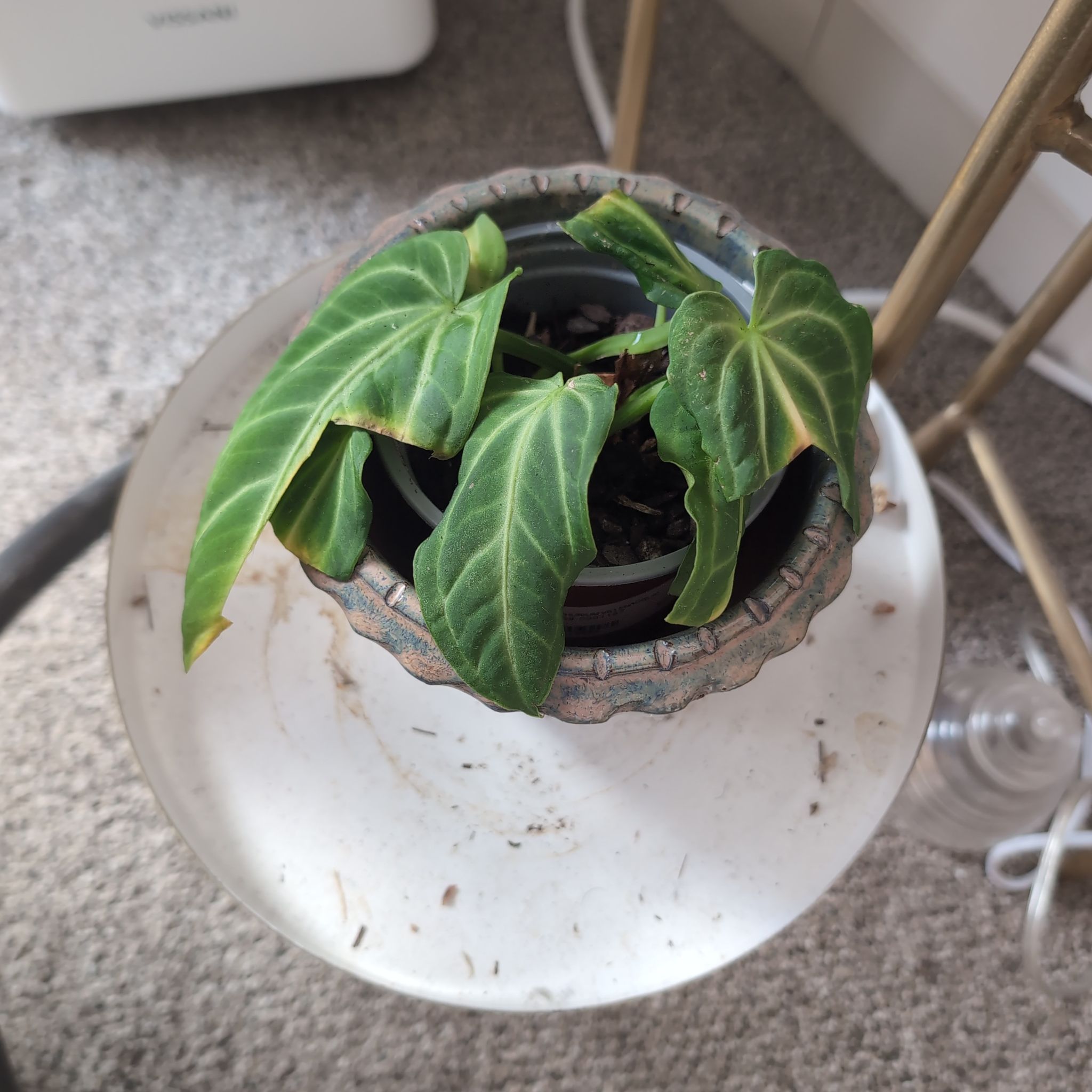 Photo of the plant species Anthurium villenoarum by @BlazingHarebell named Anthurium Villenoarum on Greg, the plant care app