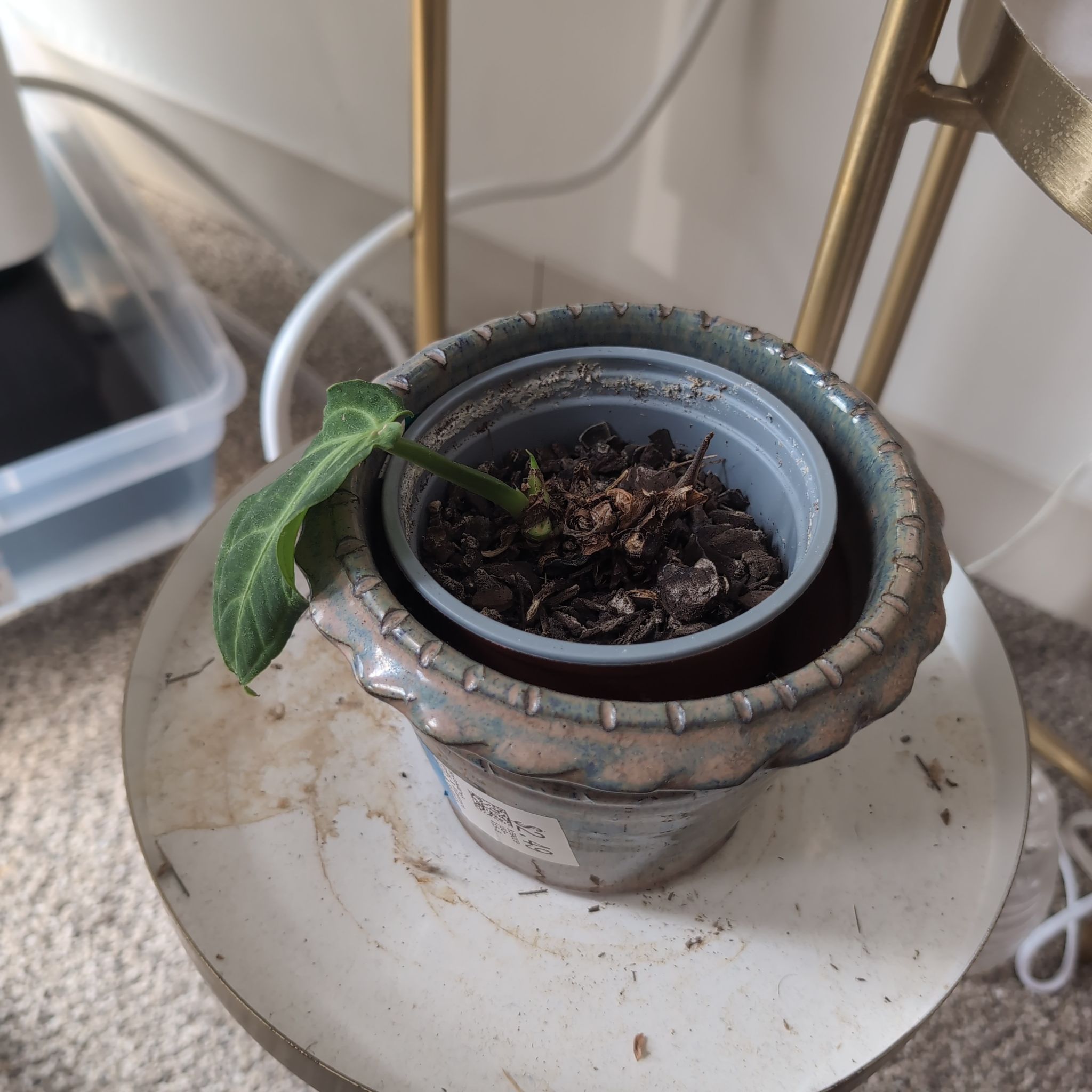 Photo of the plant species Anthurium villenoarum by @BlazingHarebell named Anthurium Villenoarum on Greg, the plant care app