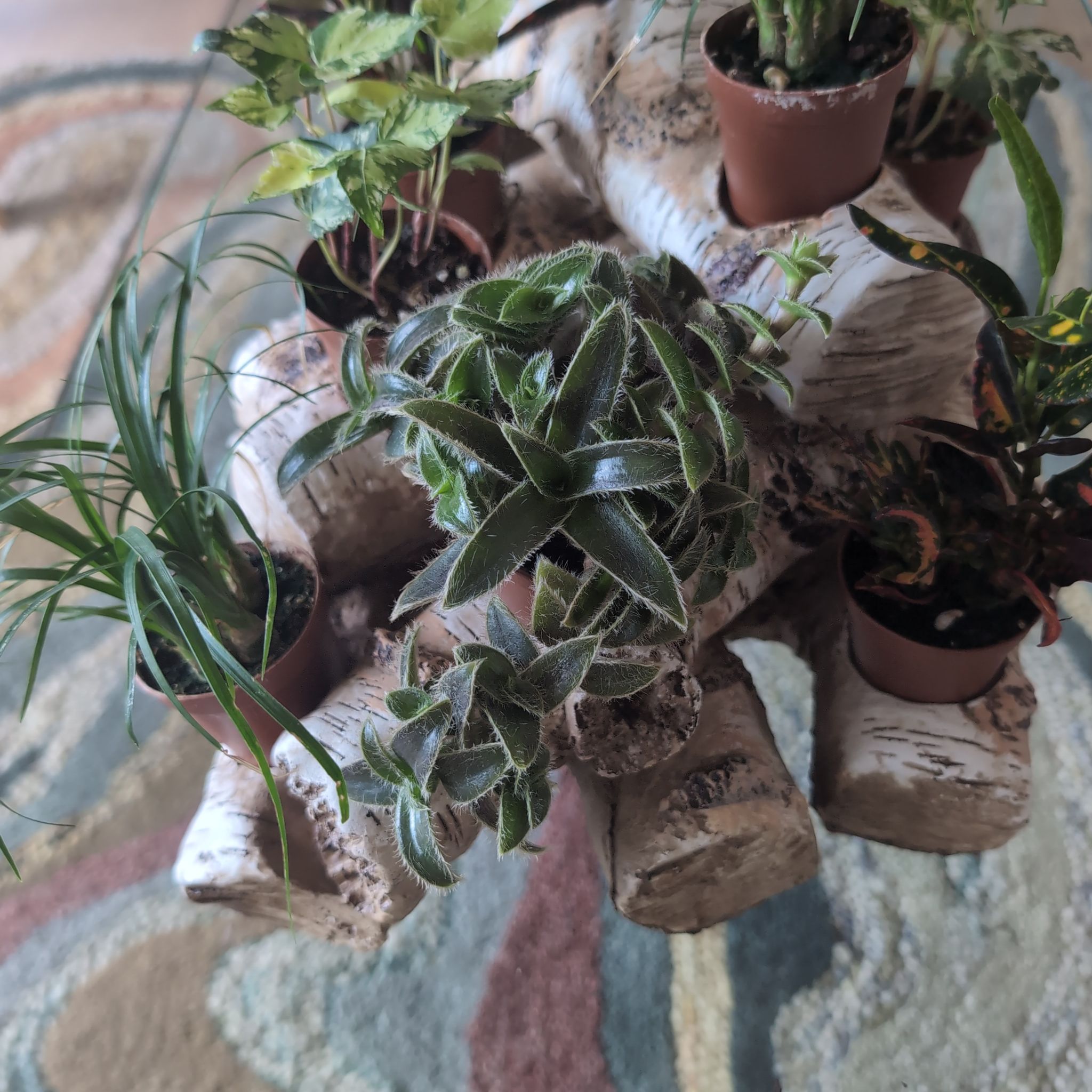 Photo of the plant species Kitten Ears by @BlazingHarebell named Kitten Ears II on Greg, the plant care app