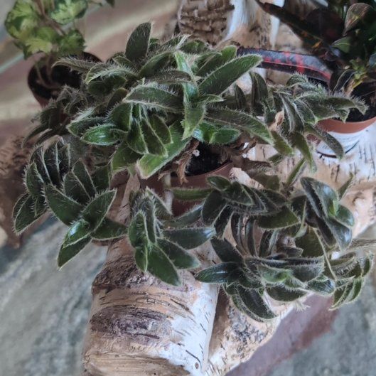 Photo of the plant species Kitten Ears by @BlazingHarebell named Kitten Ears I on Greg, the plant care app